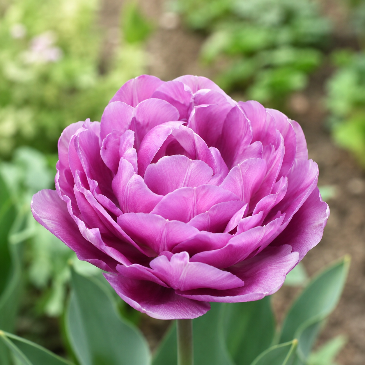 Gefüllte späte Tulpen Blue Spectacle