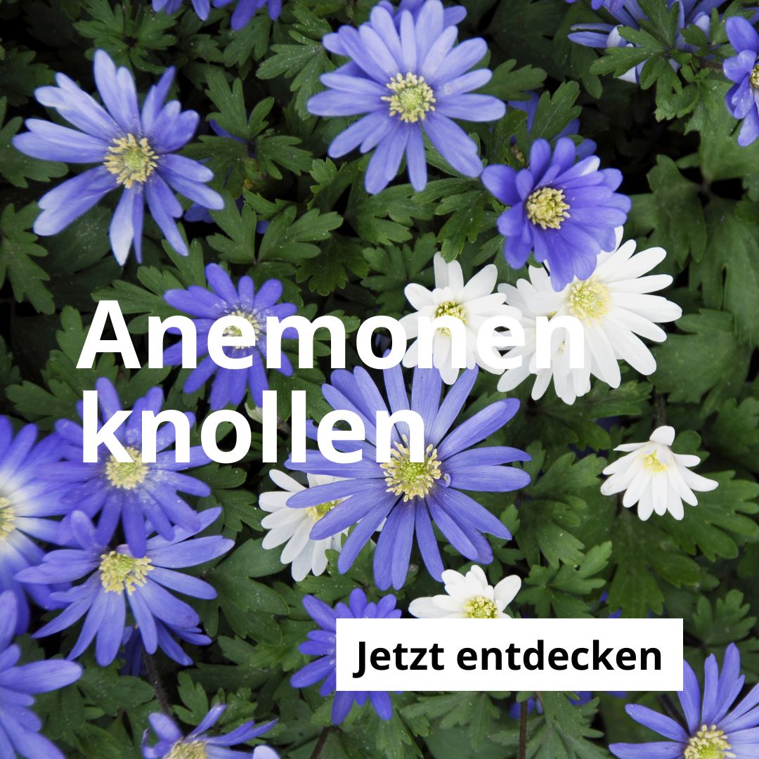 Anemonen-Knollen