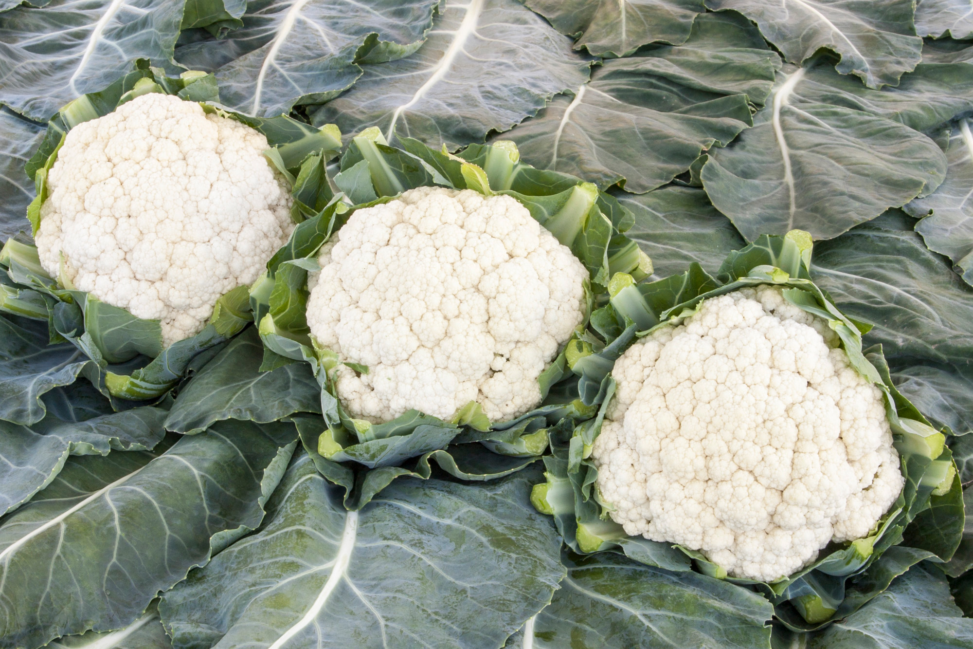 Drei schneeweiße, feste Blumenkohlköpfe der Bio-Sorte Neckarperle von Samen-Fetzer, umgeben von kräftigem grünem Laub im Beet.
