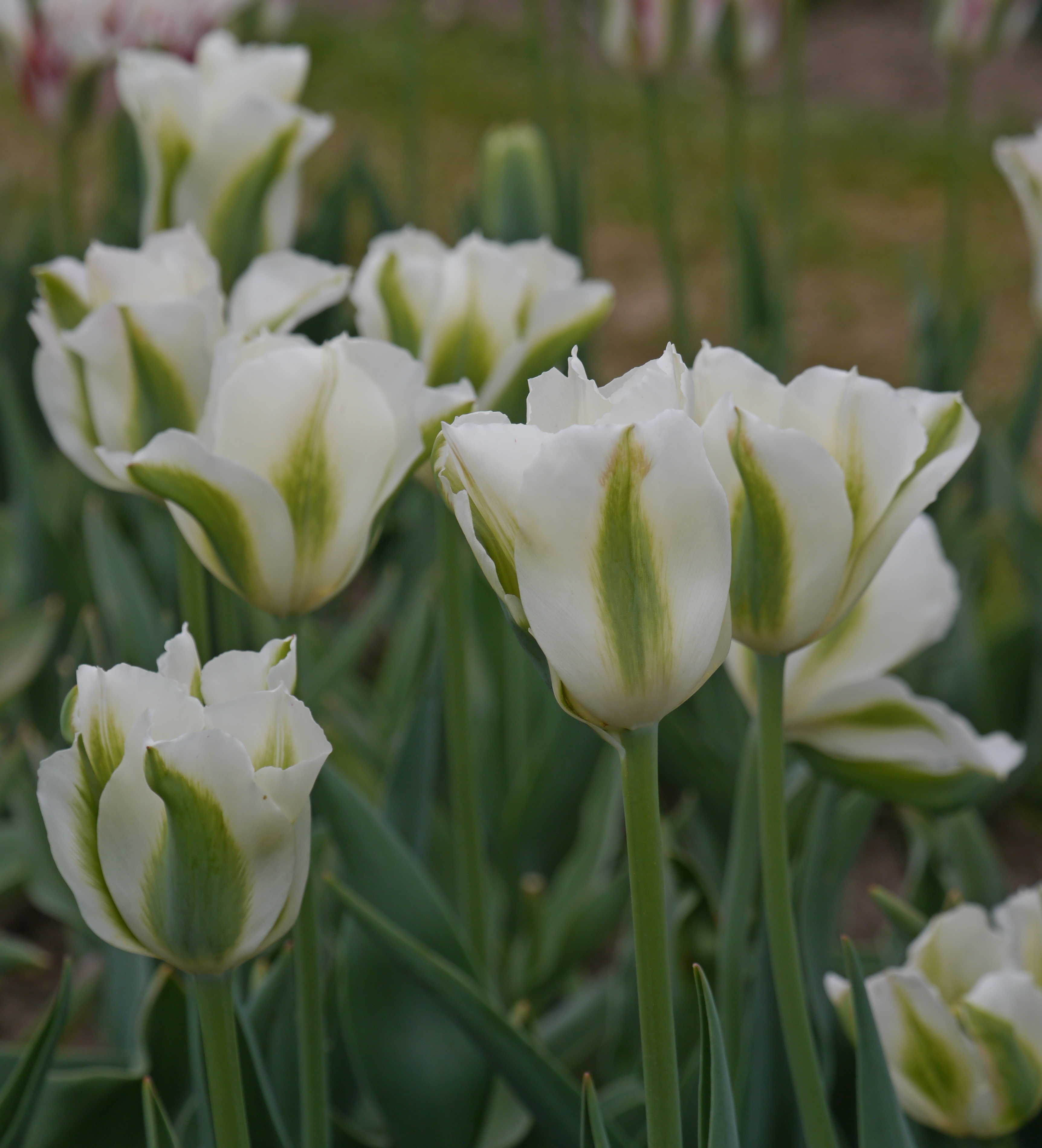 Nahaufnahme von weißen Tulpen mit grünen Akzenten in einem Garten.