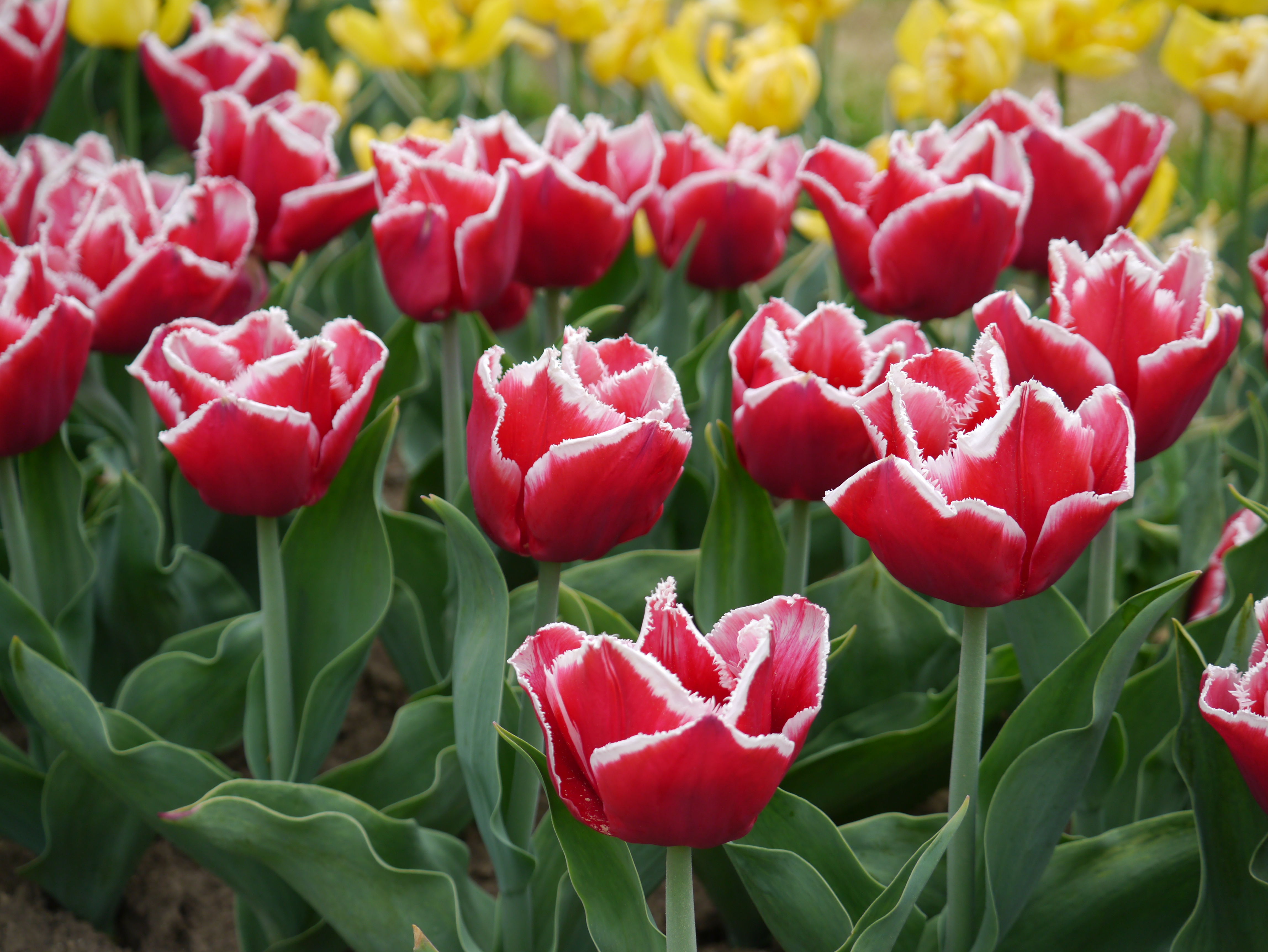 Crispa-Tulpen Canasta im Beet mit roten Blütenblättern, weißem Rand und fein gefransten Blütenrändern – edle zweifarbige Frühlingsblüher für Garten, Topf und Balkonkasten
