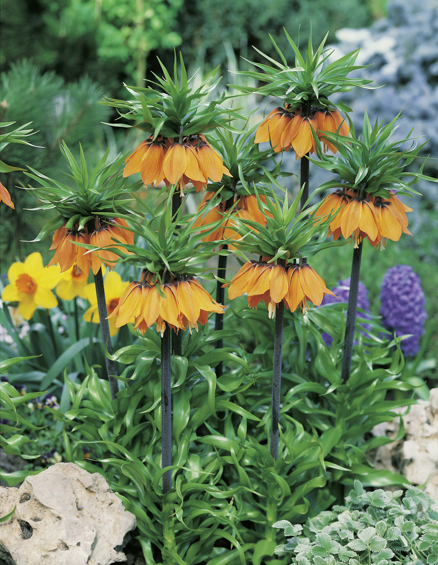 57001_Fritillaria imperialis Aurora FM Mehrere orangefarbene Kaiserkrone-Blüten (Fritillaria imperialis) mit grünen Blattquirlen, im Staudenbeet neben Narzissen und Traubenhyazinthen