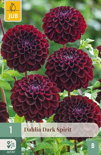 Pompon-Dahlie Dark Spirit