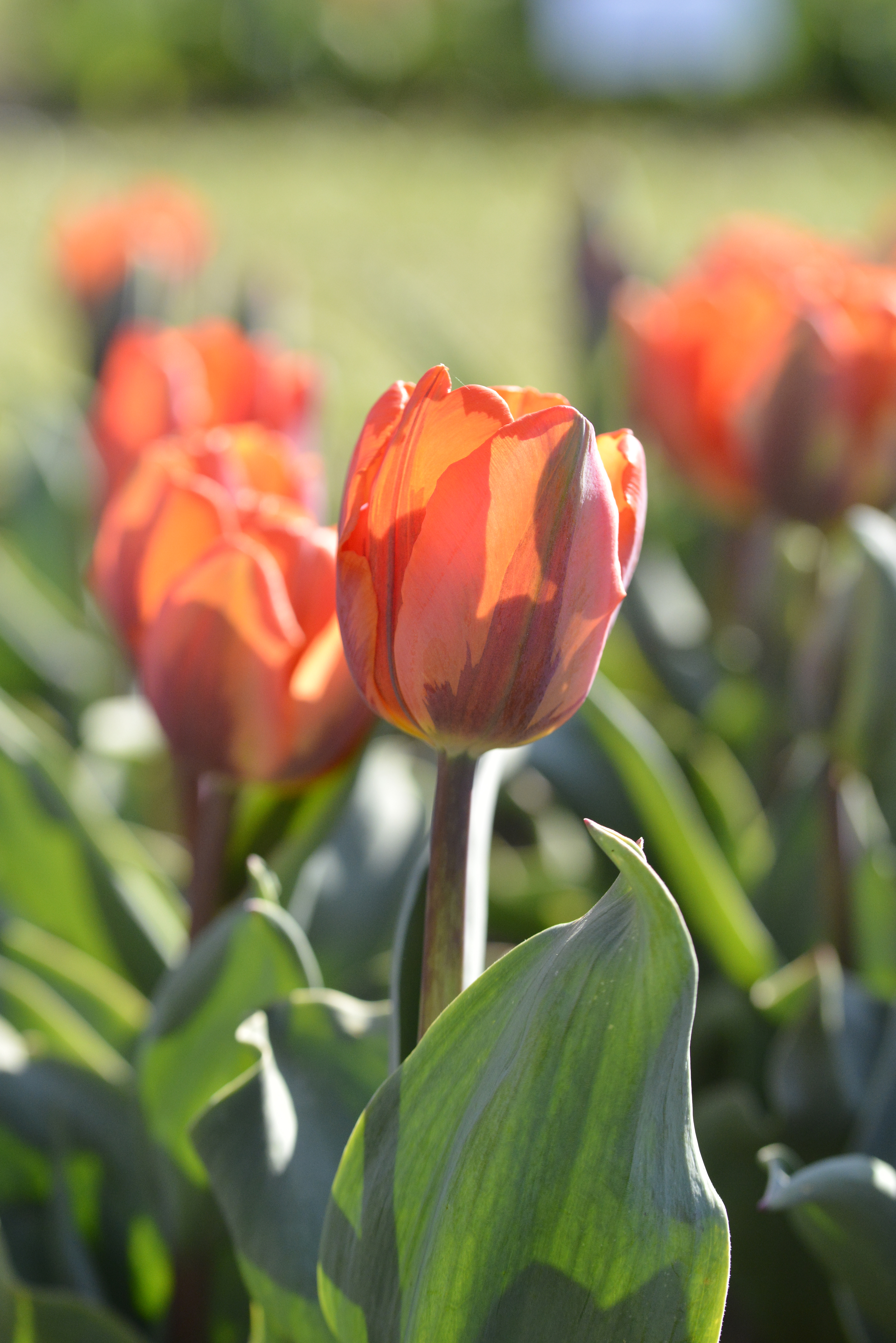 52184_Triumph-Tulpen Hermitage Nahaufnahme einer rot-orangen Tulpenblüte im Sonnenschein, mit grünem Blatt im Vordergrund und unscharfem Hintergrund weiterer Tulpen