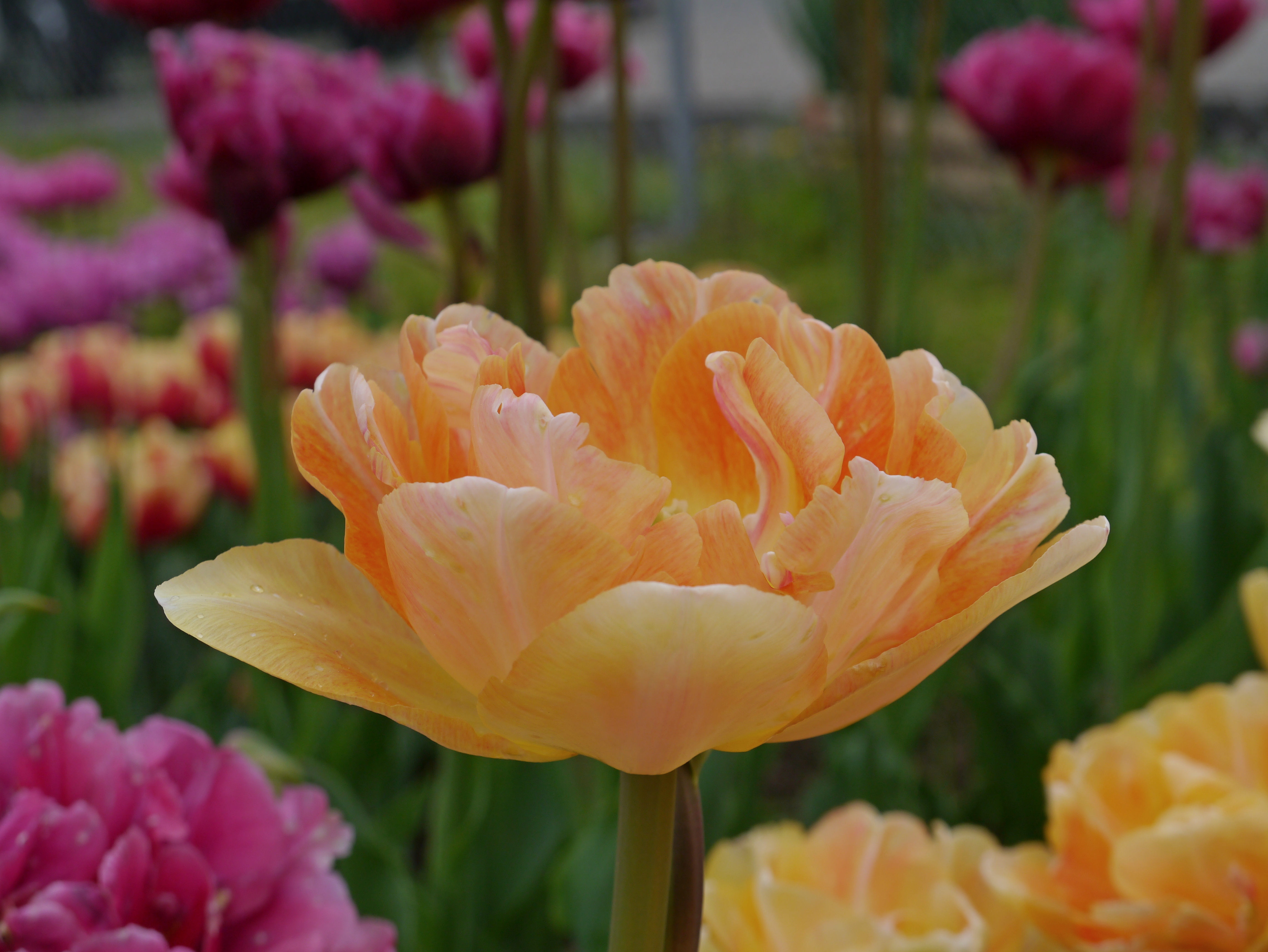 Gefüllte späte Tulpe Charming Beauty mit gerüschter, pfingstrosenähnlicher Blüte in Apricot, Pfirsich und Goldgelb im Frühlingsgarten