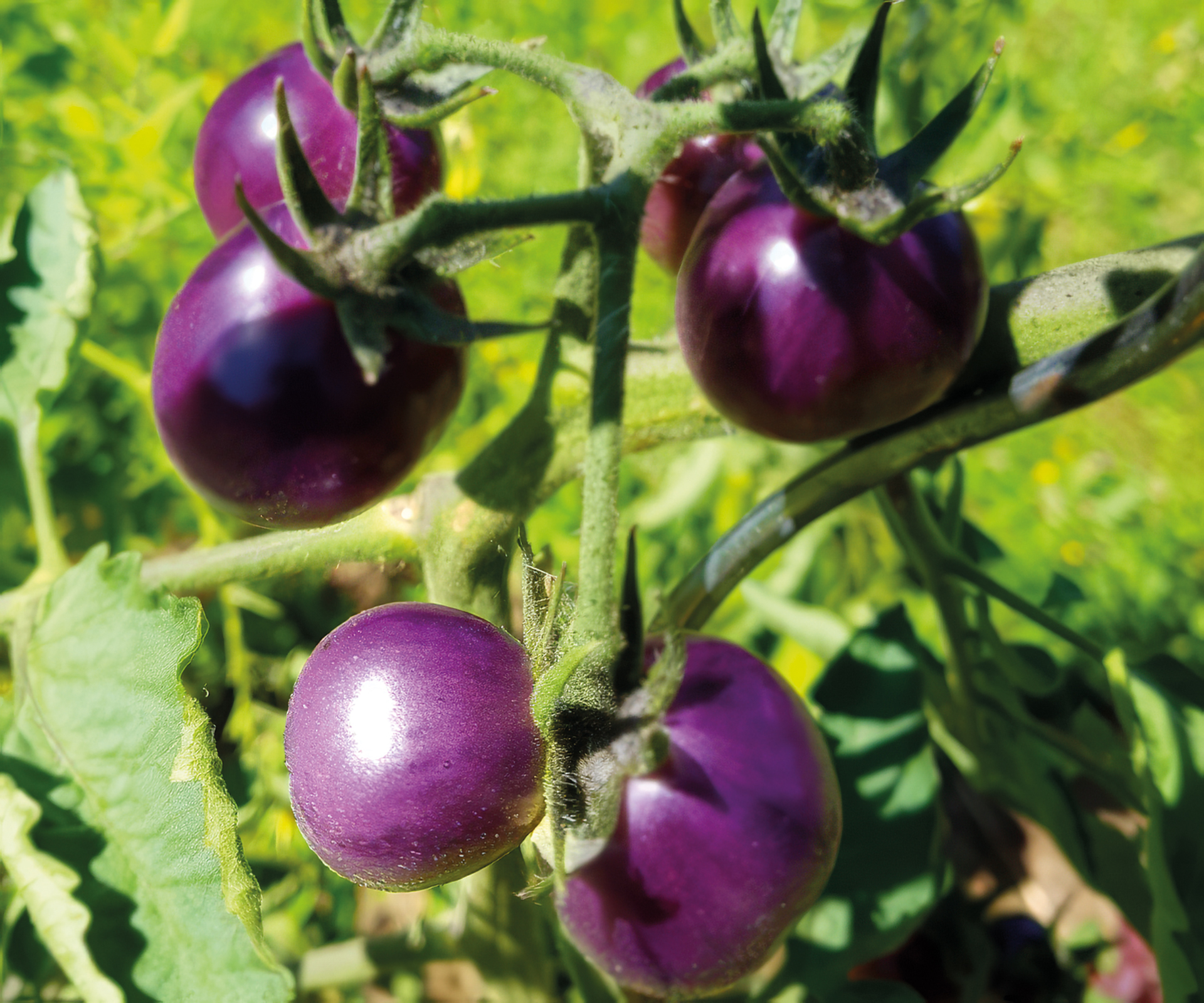 Cocktailtomate Brown Berry