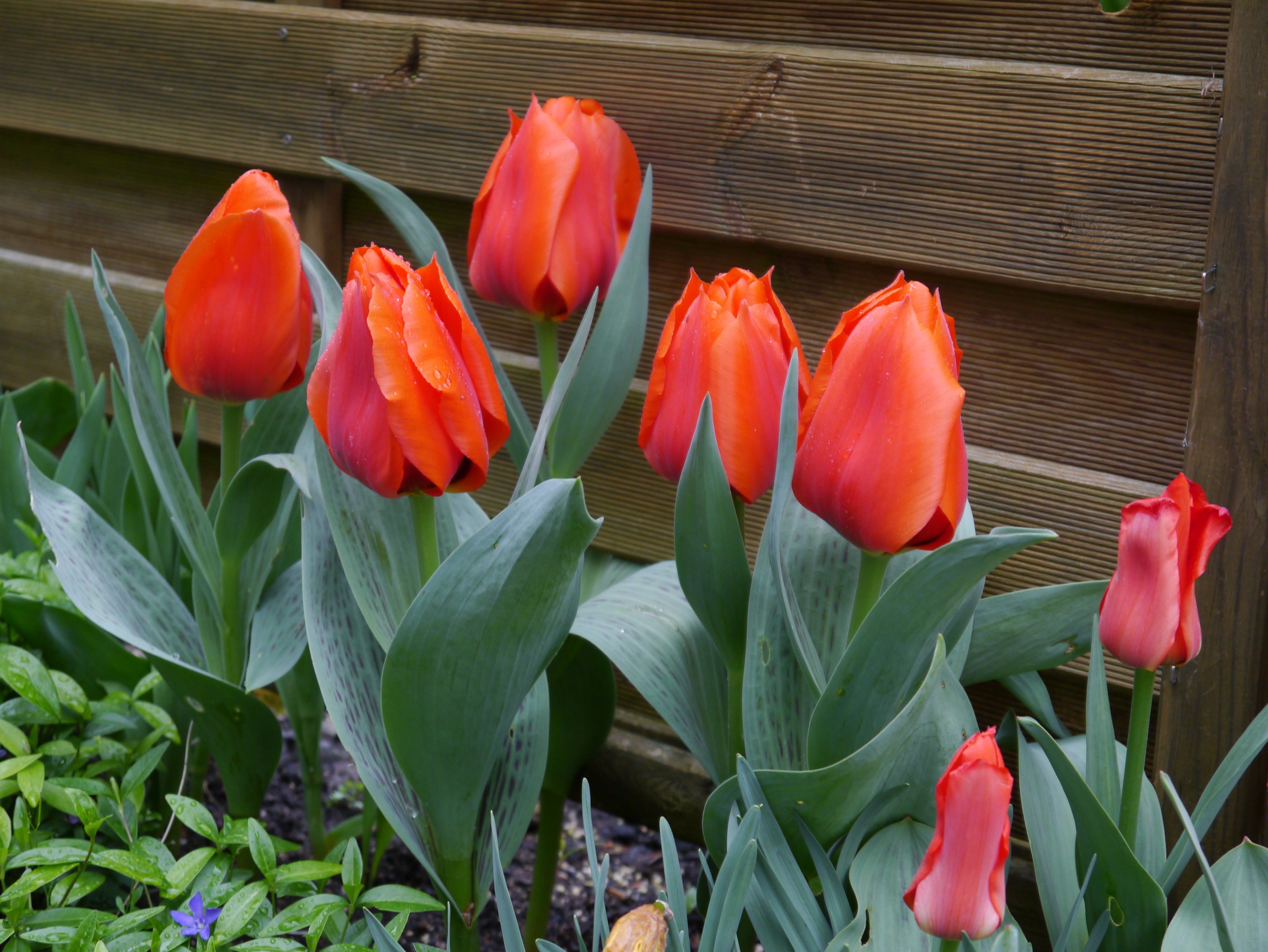 Blühende orangefarbene Tulpen mit grünen Blättern in einem Garten