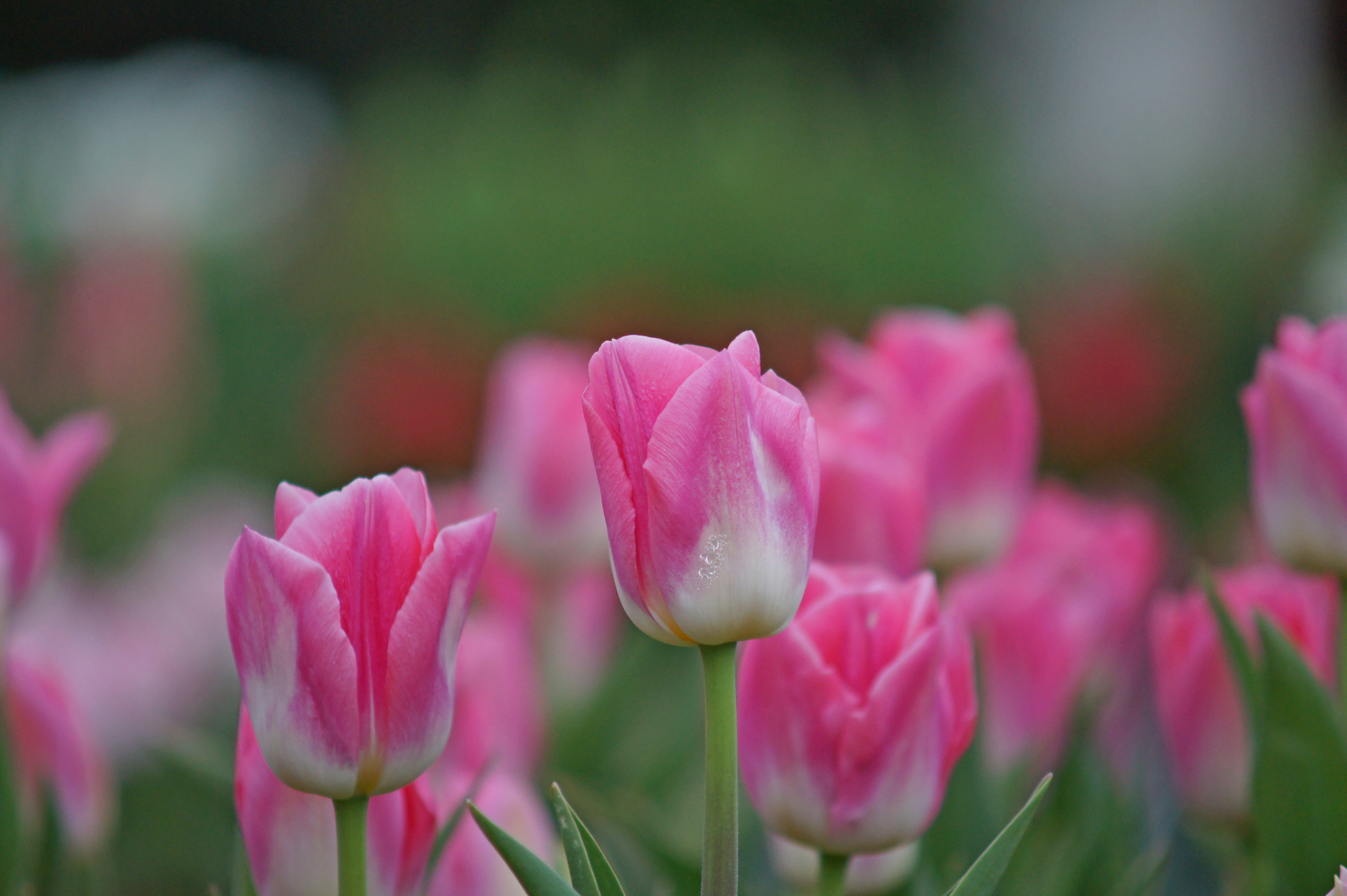 Nahaufnahme mehrerer rosa-weißer Tulpen vor unscharfem grünem Hintergrund; Frühlingsblumen in voller Blüte