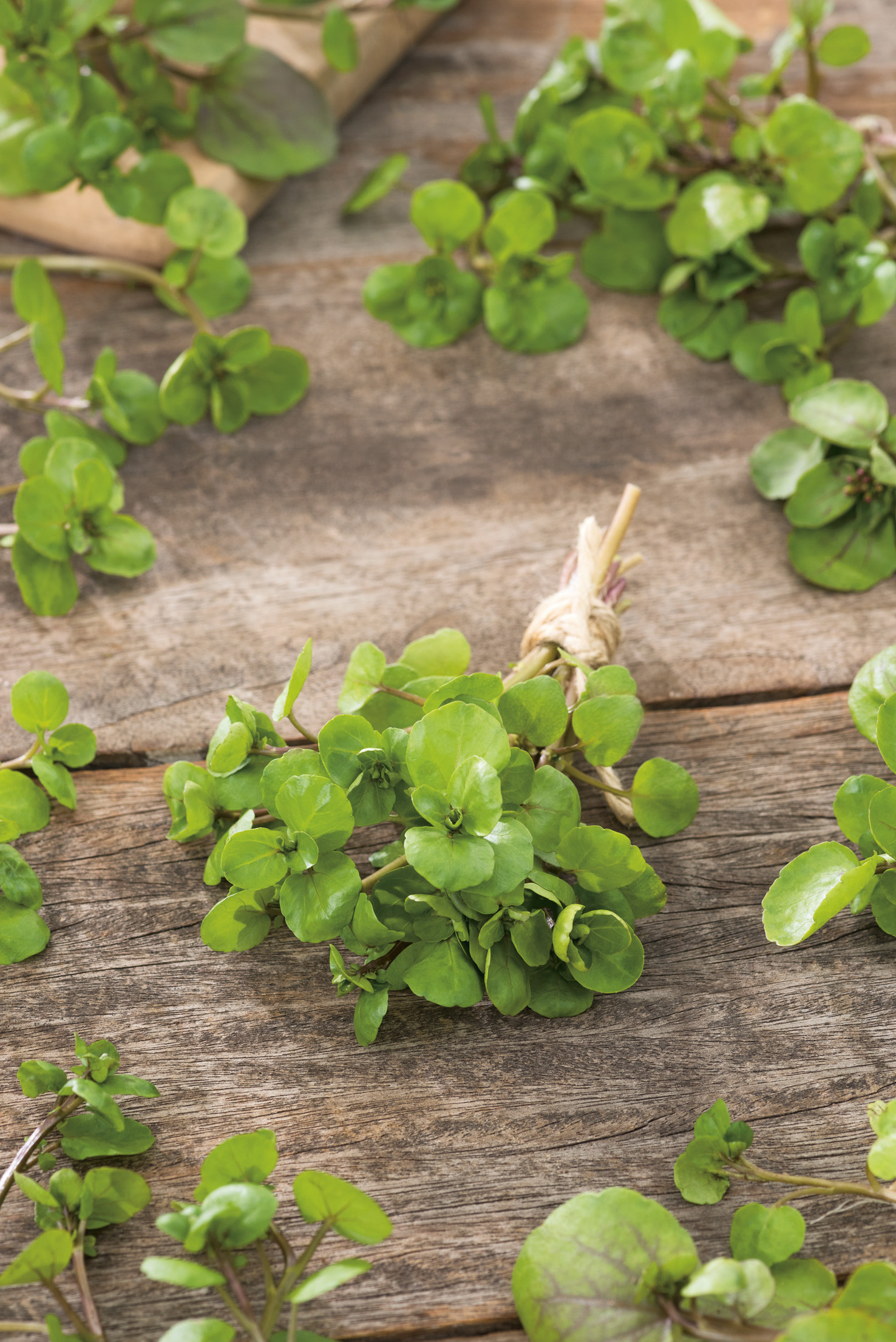 Frische Brunnenkresse Wasserkresse mit grünen, großblättrigen Trieben auf Holz – würziges, vitaminreiches Saatgut von Samen-Fetzer für Salate, Suppen und kalte Platten