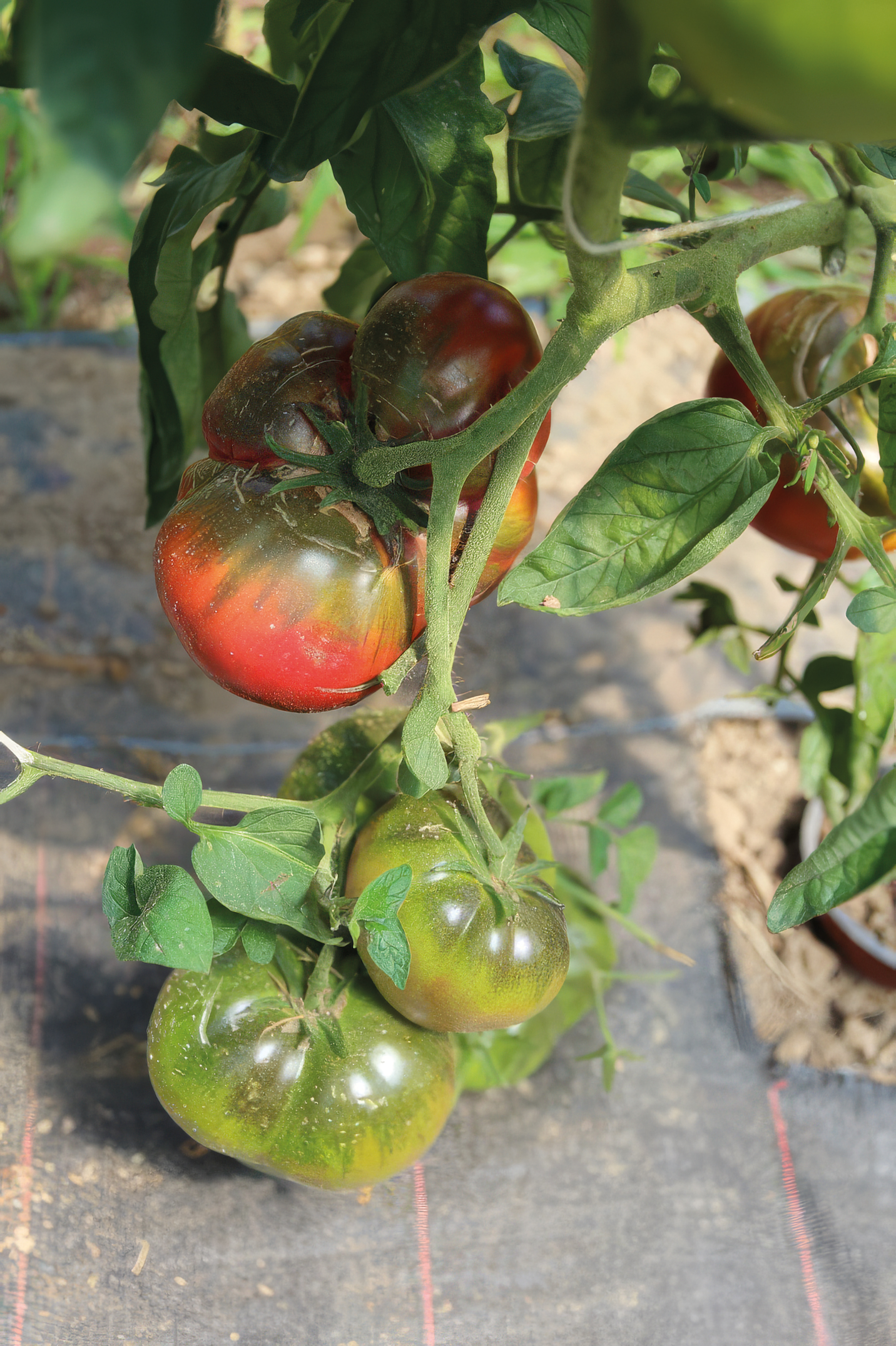 Fleischtomate Lila Sari