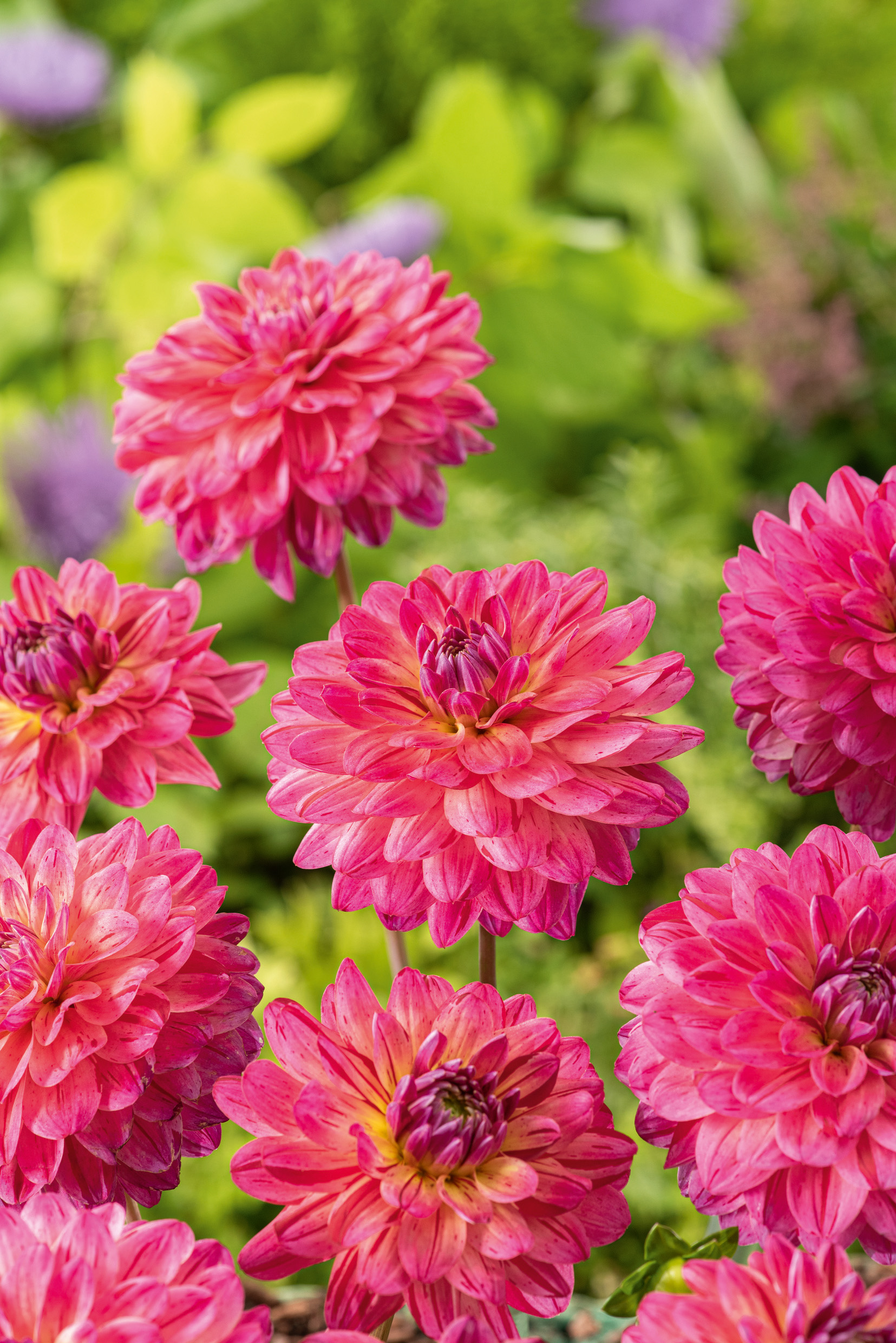 Nahaufnahme mehrerer rosa Dahlien mit zahlreichen dicht gefüllten Blütenblättern vor grünem Hintergrund