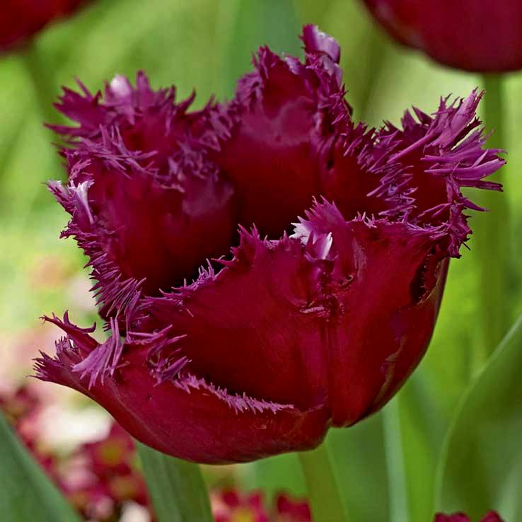 Nahaufnahme einer dunkelroten Fransen-Tulpe mit gezackten Blütenrändern vor grünem, unscharfem Hintergrund