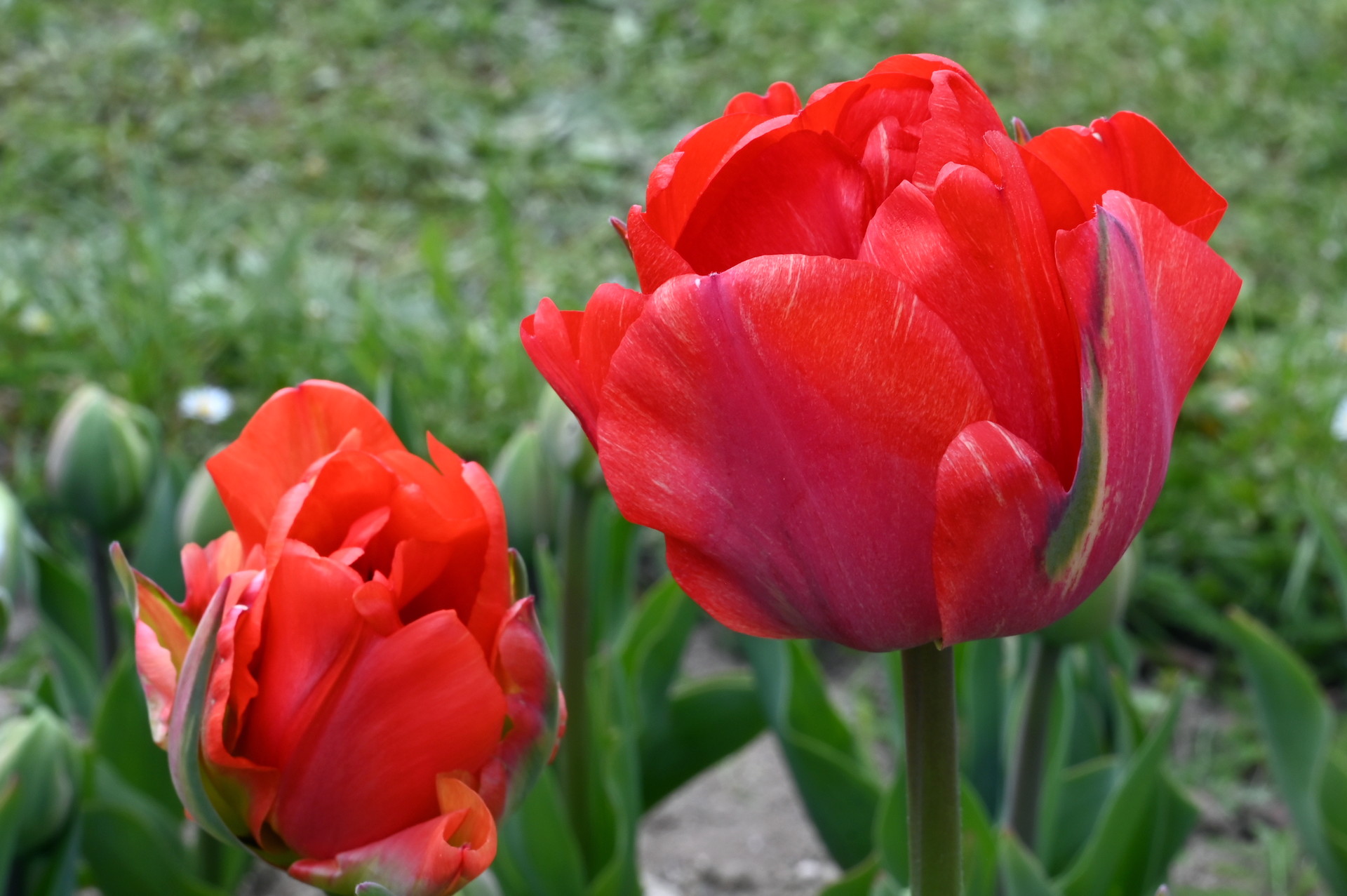 Gefüllte späte Tulpen Red Bono