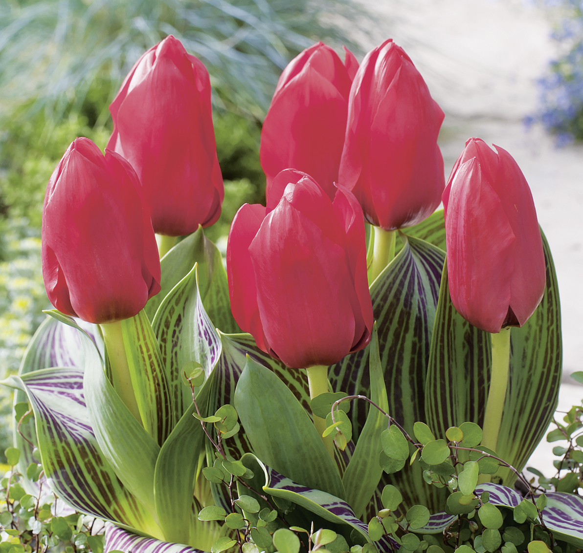 52830_Greigii-Tulpen Rotkäppchen FM Nahaufnahme von fünf roten Tulpen mit geschlossenen Knospen und markant gestreiften grünen Blättern