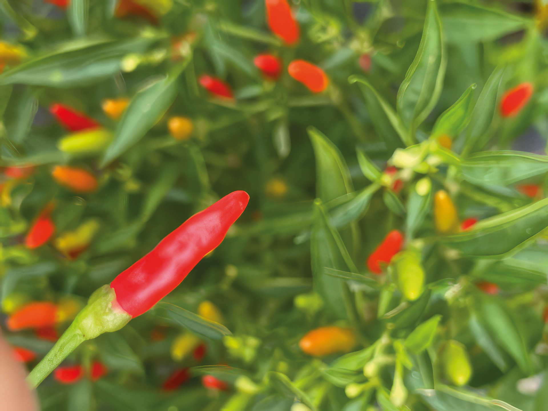 Kleine Chili Wildpfefferoni