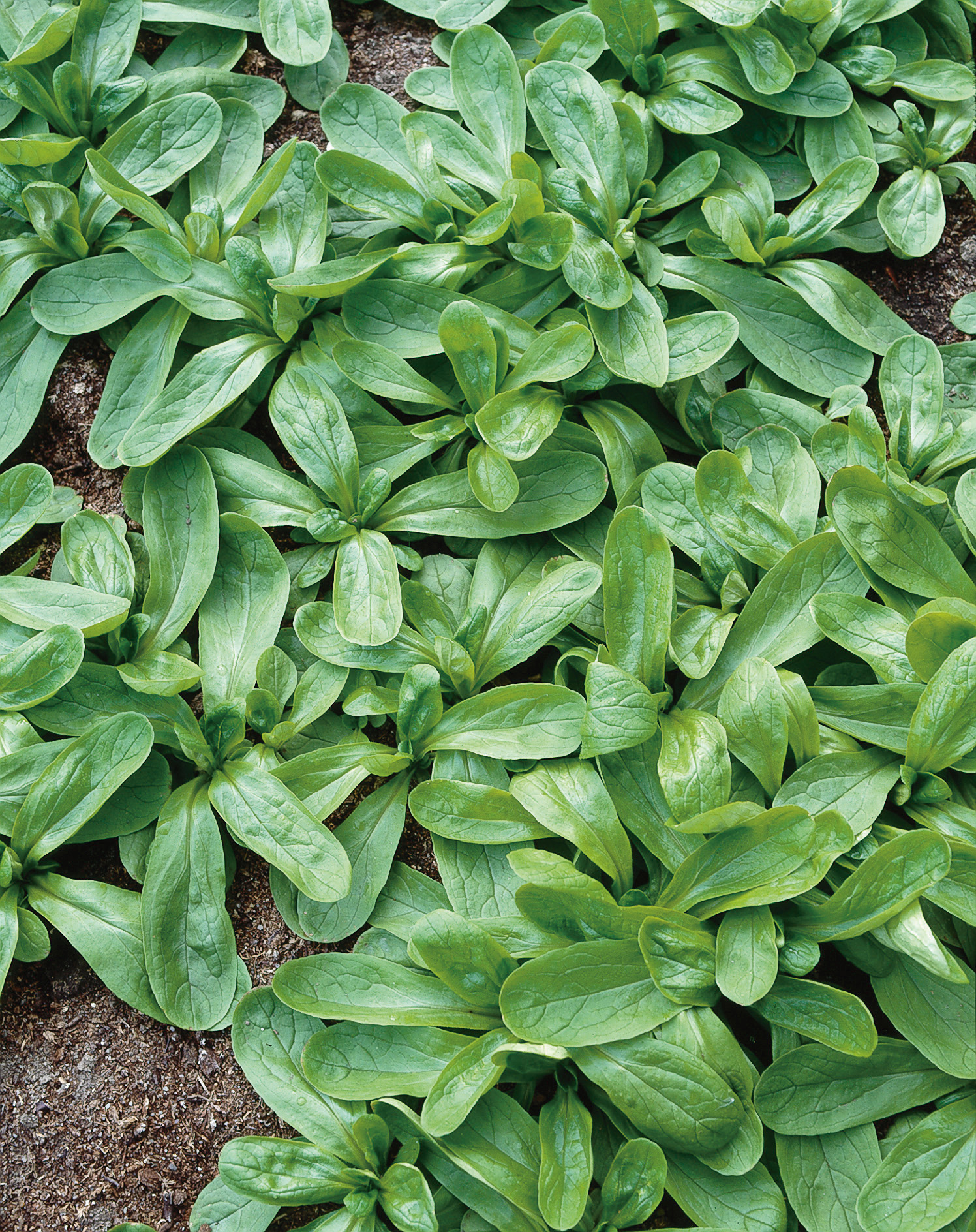 Nahaufnahme von dicht wachsenden Feldsalat (Mâche) Blattrosetten mit saftigen grünen Blättern auf dunklem Boden