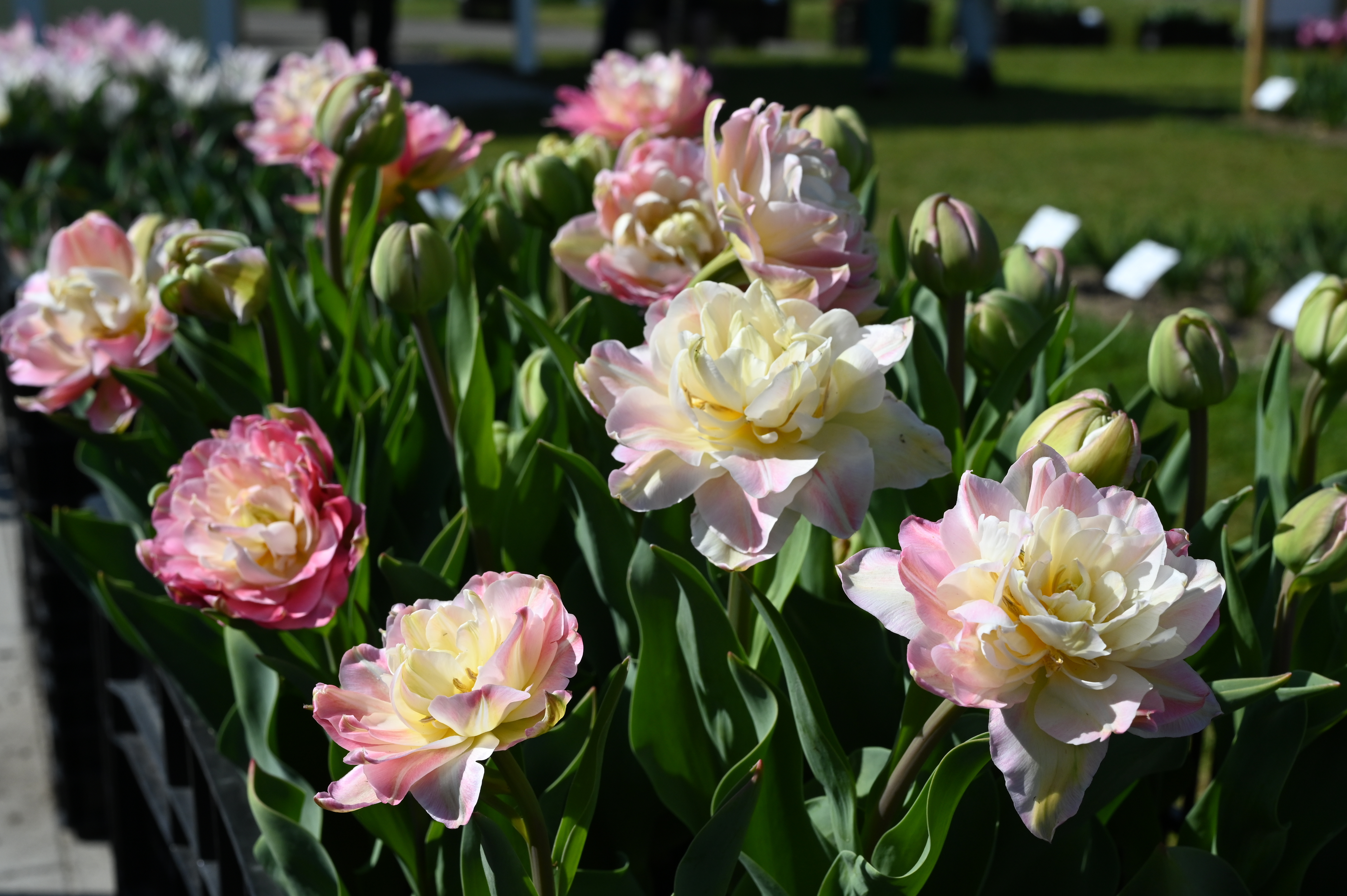 Gefüllte späte Tulpe Double Sugar im Beet mit üppigen, pfingstrosenartigen Blüten in zartem Rosé und Apricot, ideal für das späte Frühjahr und elegante Vasen