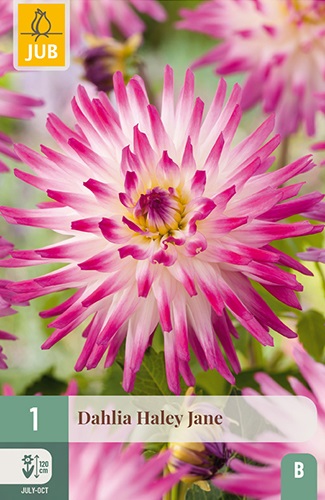 Kaktus-Dahlie Hayley Jane