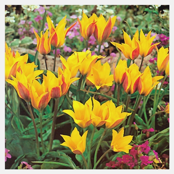 Tulipa kolpakowskiana, edle Wildtulpe mit länglichen goldgelben Blüten und rot geflammter Außenseite, blühend im Frühlingsbeet