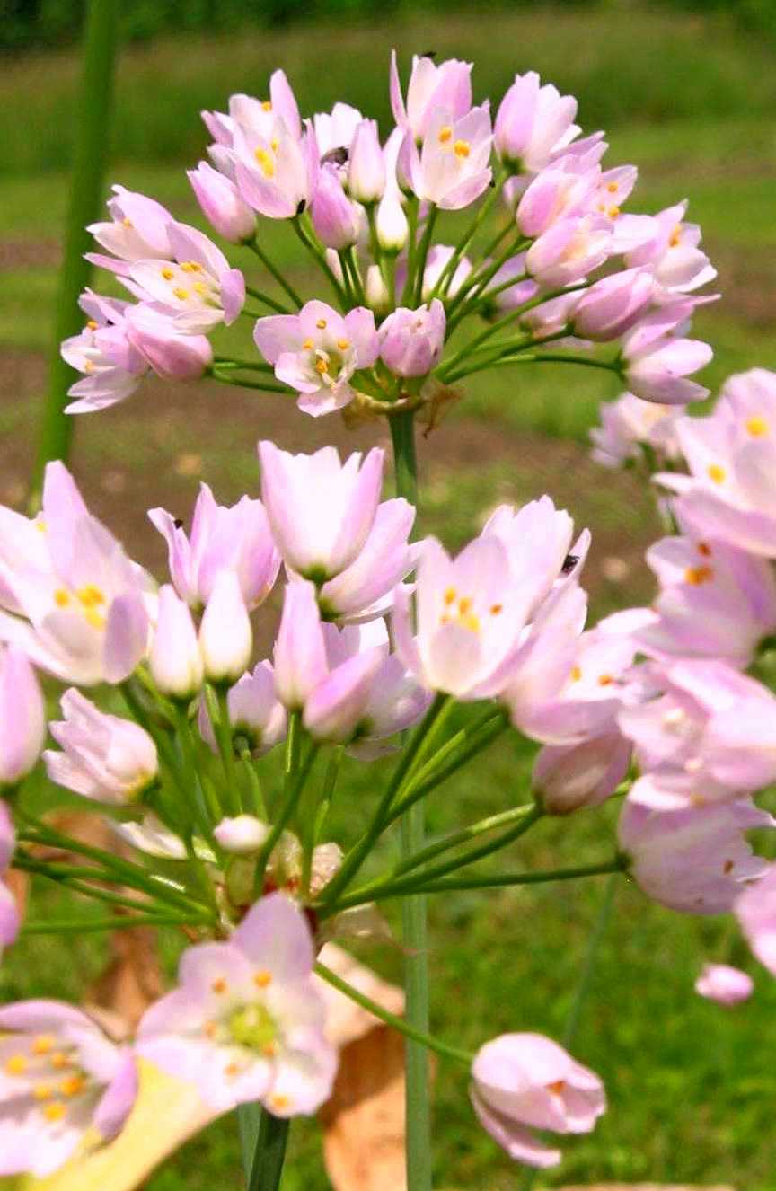56057_Allium roseum Nahaufnahme rosa Zierlauchblüten in dichten, kugelförmigen Rispen vor unscharfem grünem Hintergrund