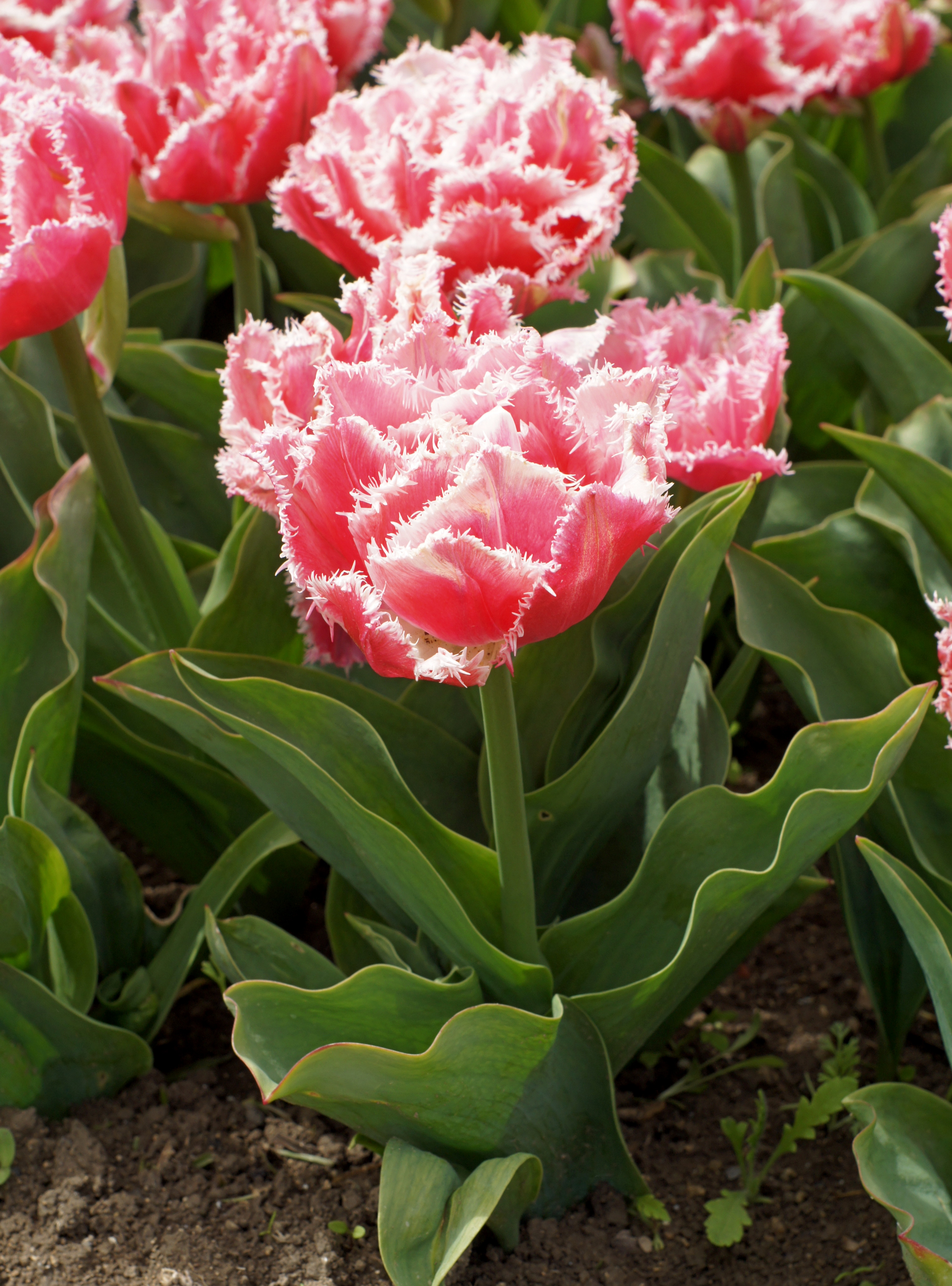 Crispa-Tulpen Queensland im Beet mit rosa Blüten und hellrosa gefransten Blütenrändern, ideal für Frühlingsgarten, Topf und Balkonkasten