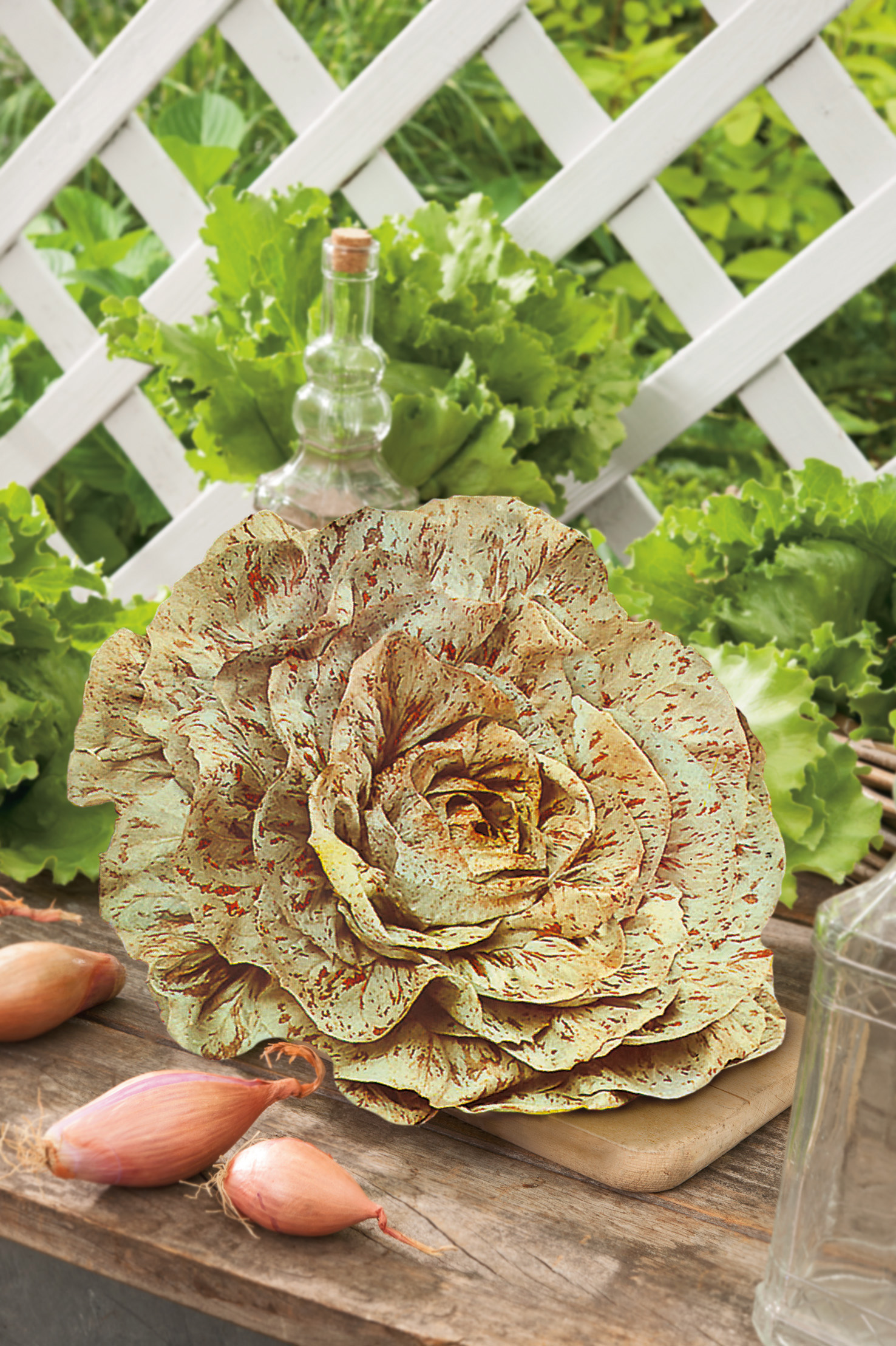 Zichoriensalat Variegata di Castelfranco