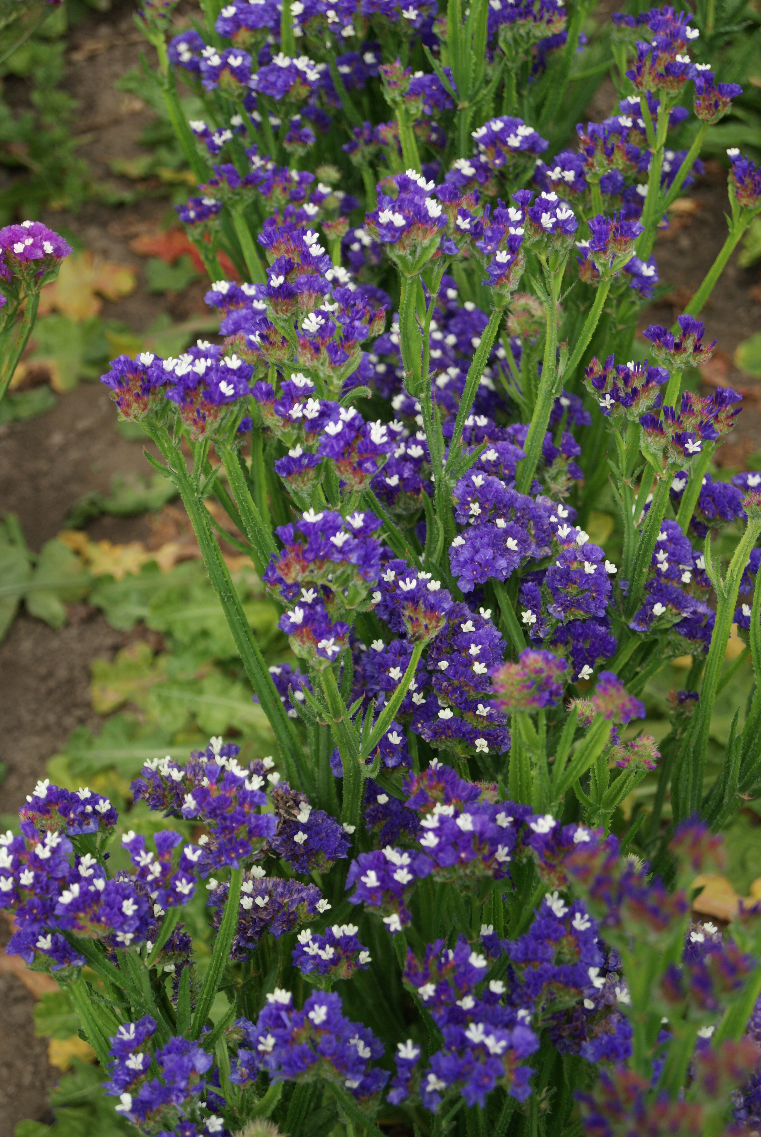 Nahaufnahme von violett-weißen Statice-Blüten (Limonium) mit grünen Stielen in einem Beet, geeignet als Schnittblume und zur Trocknung