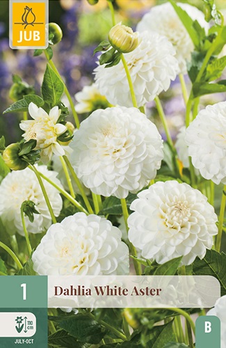 Pompon-Dahlie White Aster