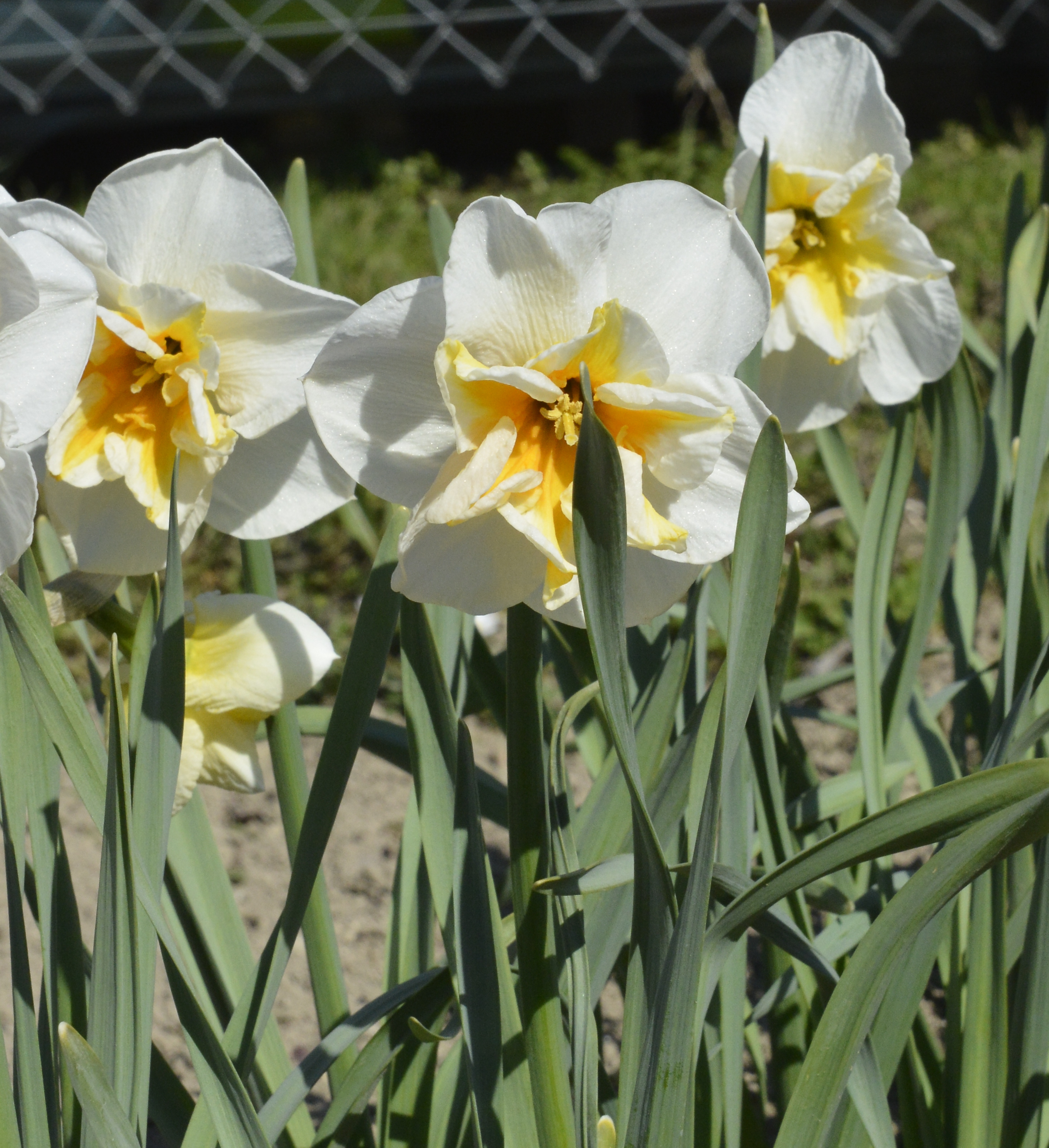 Weiße Narzissen mit gelber Trompetenmitte, Nahaufnahme im Frühlingsgarten