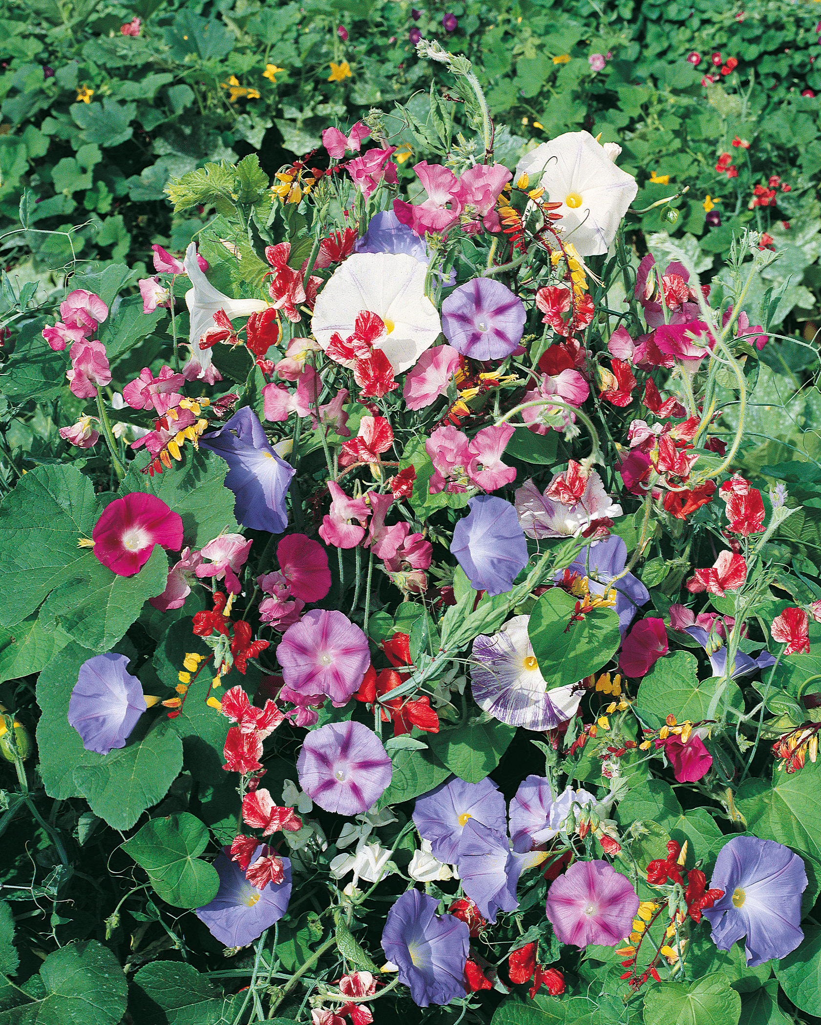Bunte Sommerblumen: violette, weiße und rosa Prunkwinden (Ipomoea) mit rosa Duftwicken und roten Blütenakzenten auf dichtem grünem Blattwerk