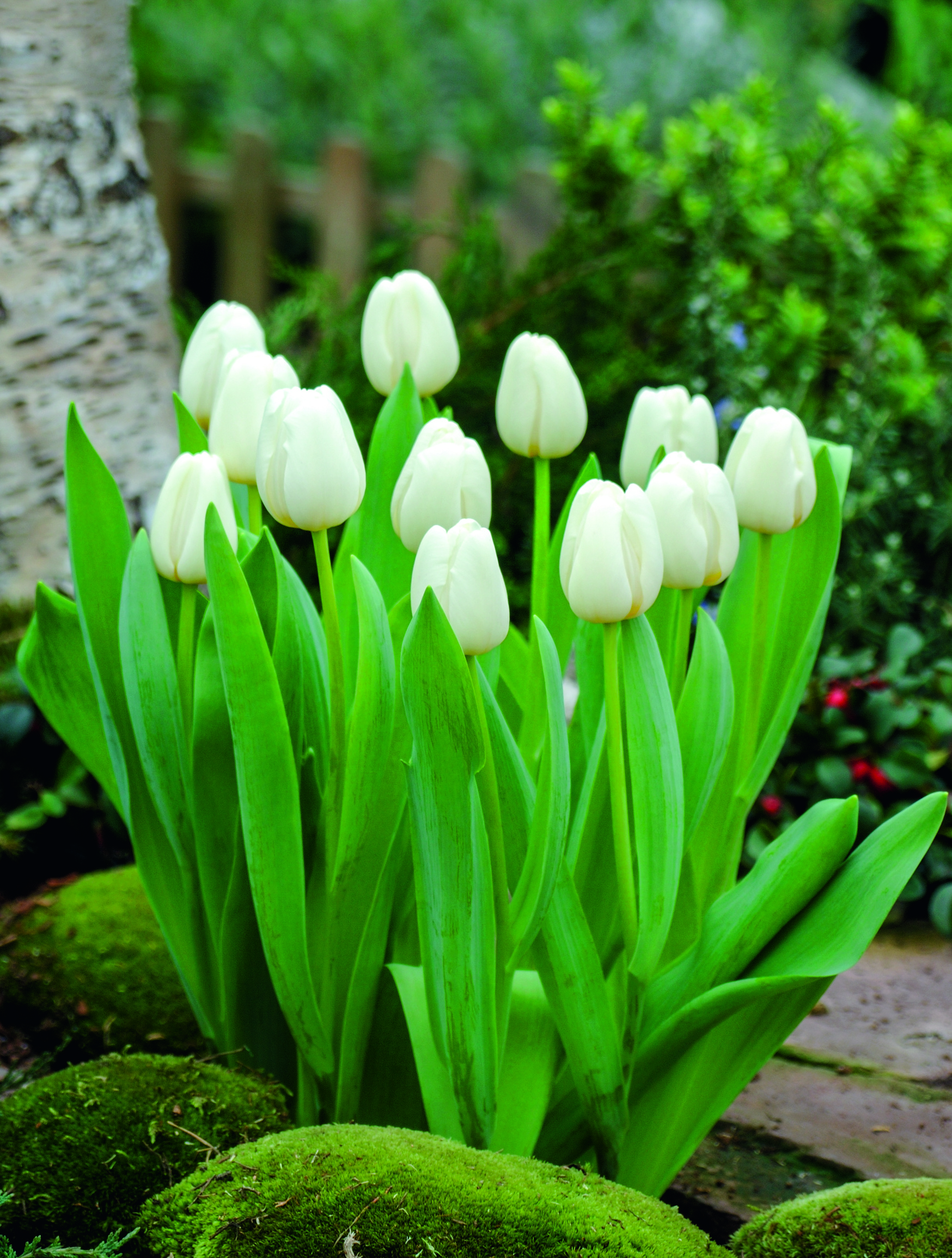 Triumph-Tulpen Antarctica