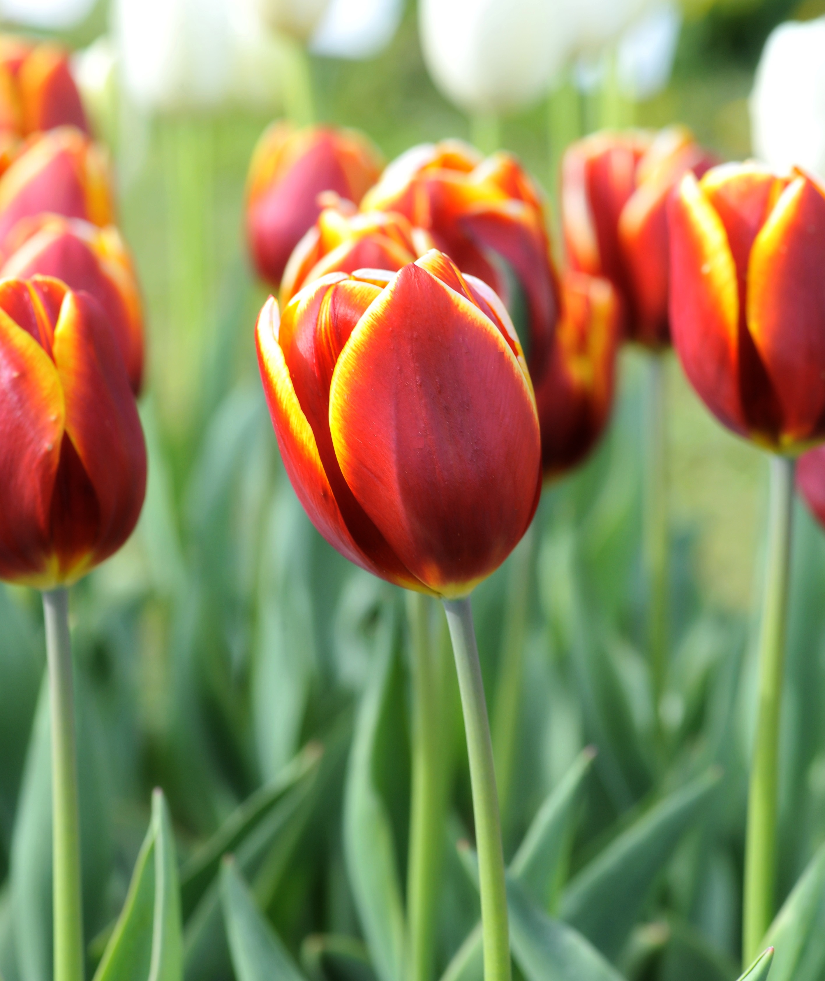 Nahaufnahme einer roten Tulpe mit gelben Rändern im Blumenbeet, weicher unscharfer Hintergrund mit grünen Blättern und weiteren Tulpen