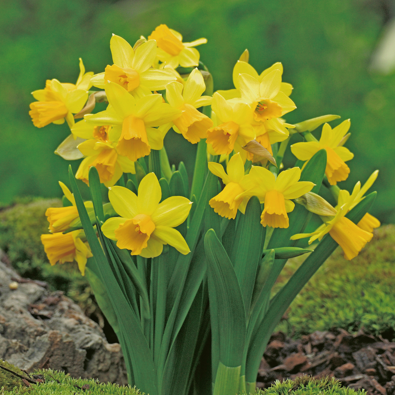 53244_Cyclamineus-Narzissen Tête-à-Tête Nahaufnahme eines Büschels gelber Narzissen (Osterglocken) mit trompetenförmigen Blüten und grünen Blättern im moosigen Gartenboden