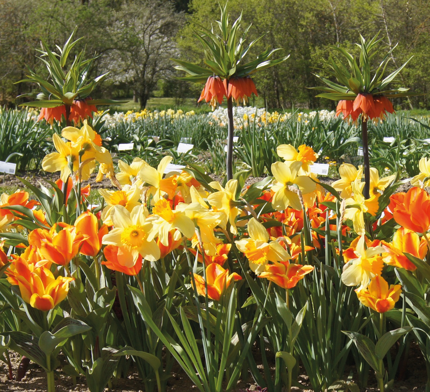 Blumenzwiebel-Mischung Joyful mit orange-roten Tulpen, gelben Narzissen und hohen orangefarbenen Kaiserkronen als farbenfrohe Frühlingsblüher im Gartenbeet