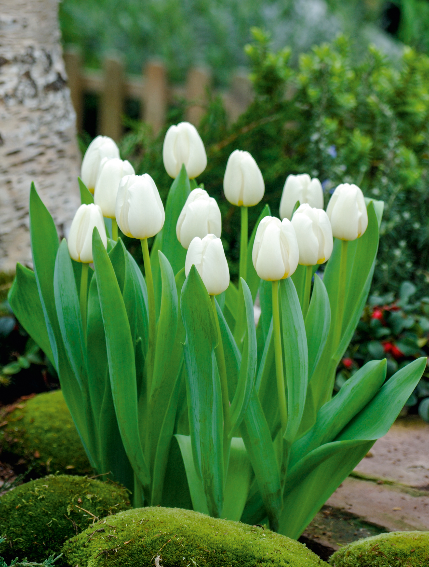 Weiße Tulpen mit kräftig grünen Blättern in einem Beet auf moosbedecktem Boden; im Hintergrund Baumrinde und unscharfe Gartenvegetation.