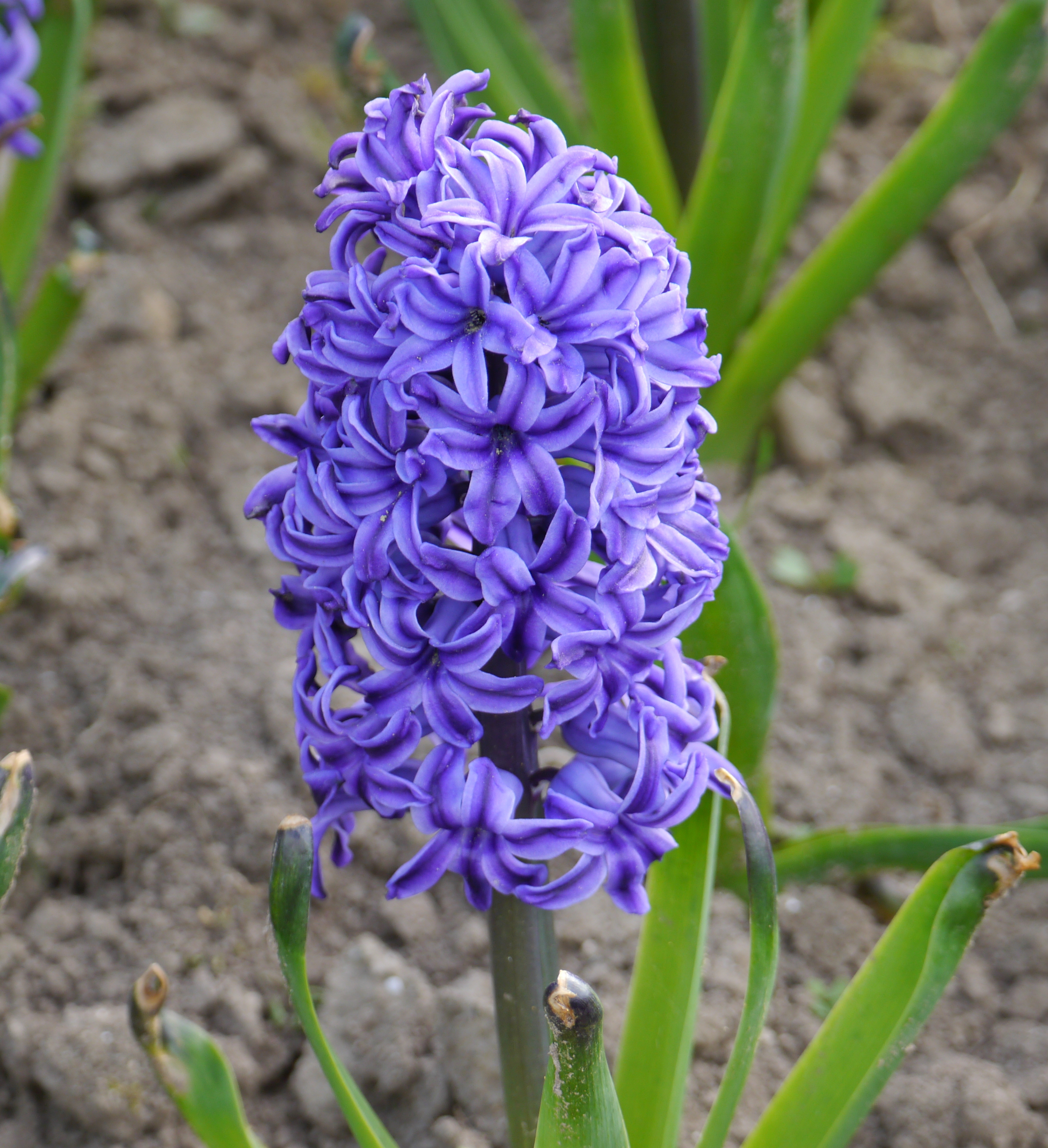 Hyazinthen Blue Jacket mit dichtem, dunkelblauem Blütenstand auf kräftigem Stiel – duftende, spätblühende Hyazinthe für den Frühlingsgarten