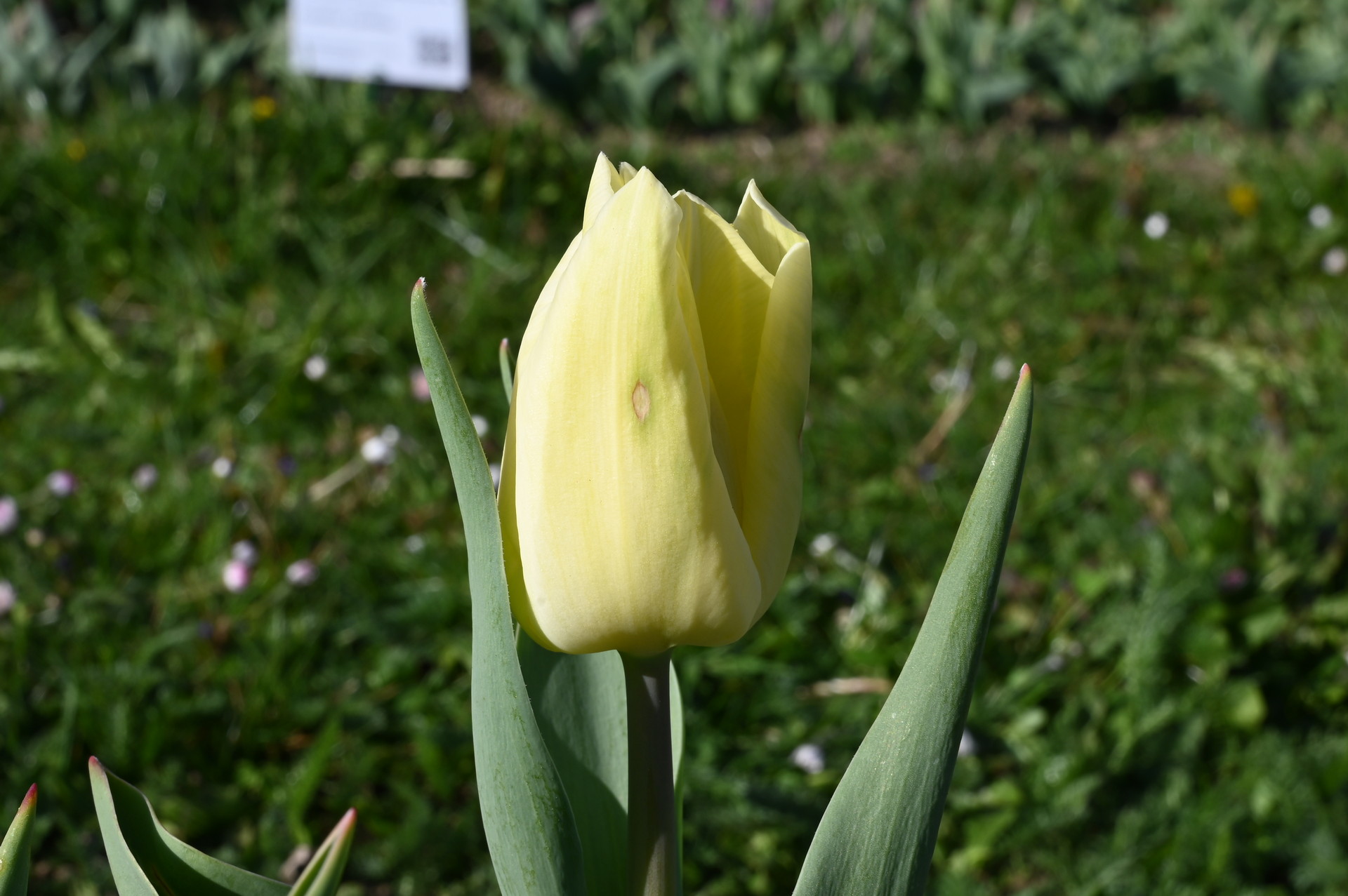 Nahaufnahme der Triumph-Tulpe 'Fondue' mit cremefarbener bis zartgelber Blüte und klassischer Form, ideal für Beet, Rabatte und Kübel im Frühling
