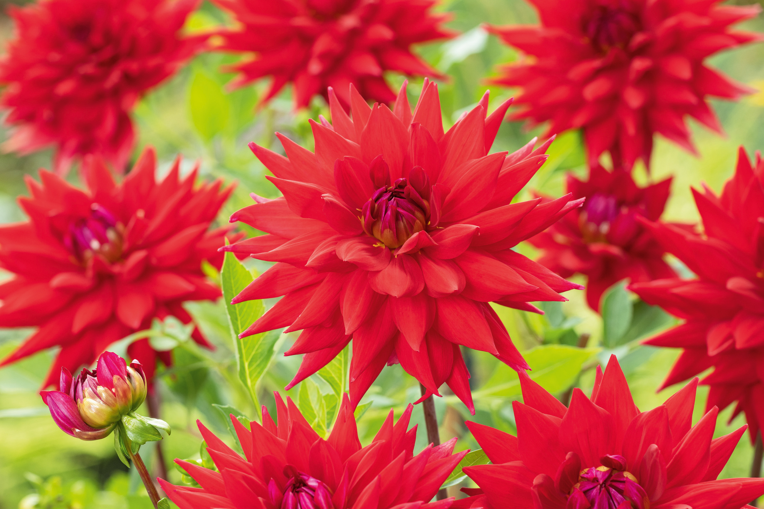 Kaktus-Dahlie Witteman's Best mit großen, kräftig roten Blüten und schmalen, spitz zulaufenden Blütenblättern in markanter Sternform, ideal als Schnittblume und für intensive Rotakzente im Beet