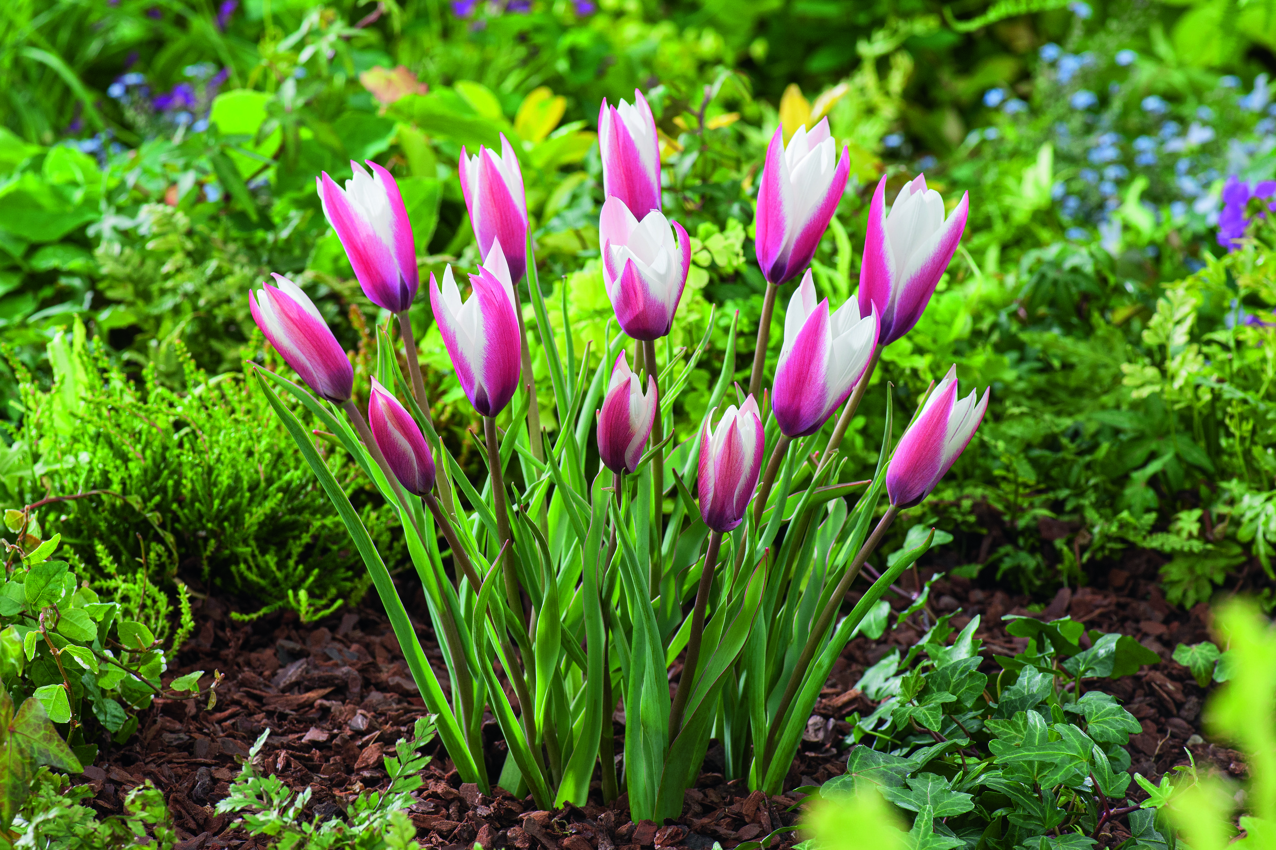 Tulipa clusiana Peppermint Stick mit schlanken, zweifarbigen Blüten in Weiß und Magenta, blühend im naturnahen Frühlingsbeet mit frischem Grün