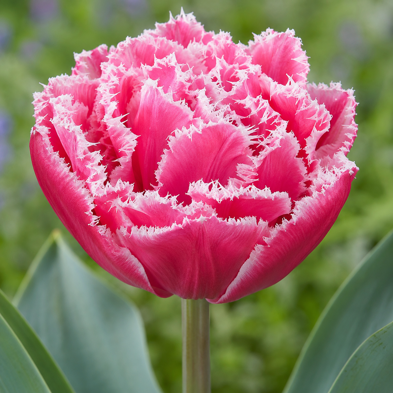 Crispa-Tulpen Brest