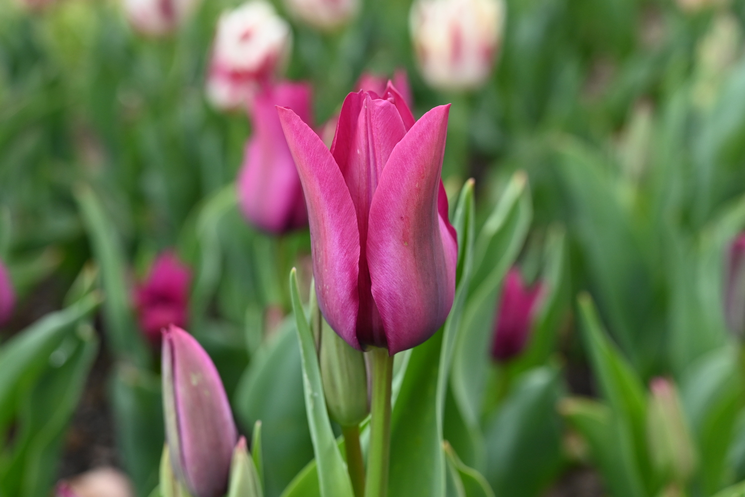 52223_Night_Club_3 Nahaufnahme einer pink-violetten Tulpe mit geschlossenen Blütenblättern, umgeben von grünen Blättern und weiteren Tulpen im unscharfen Hintergrund
