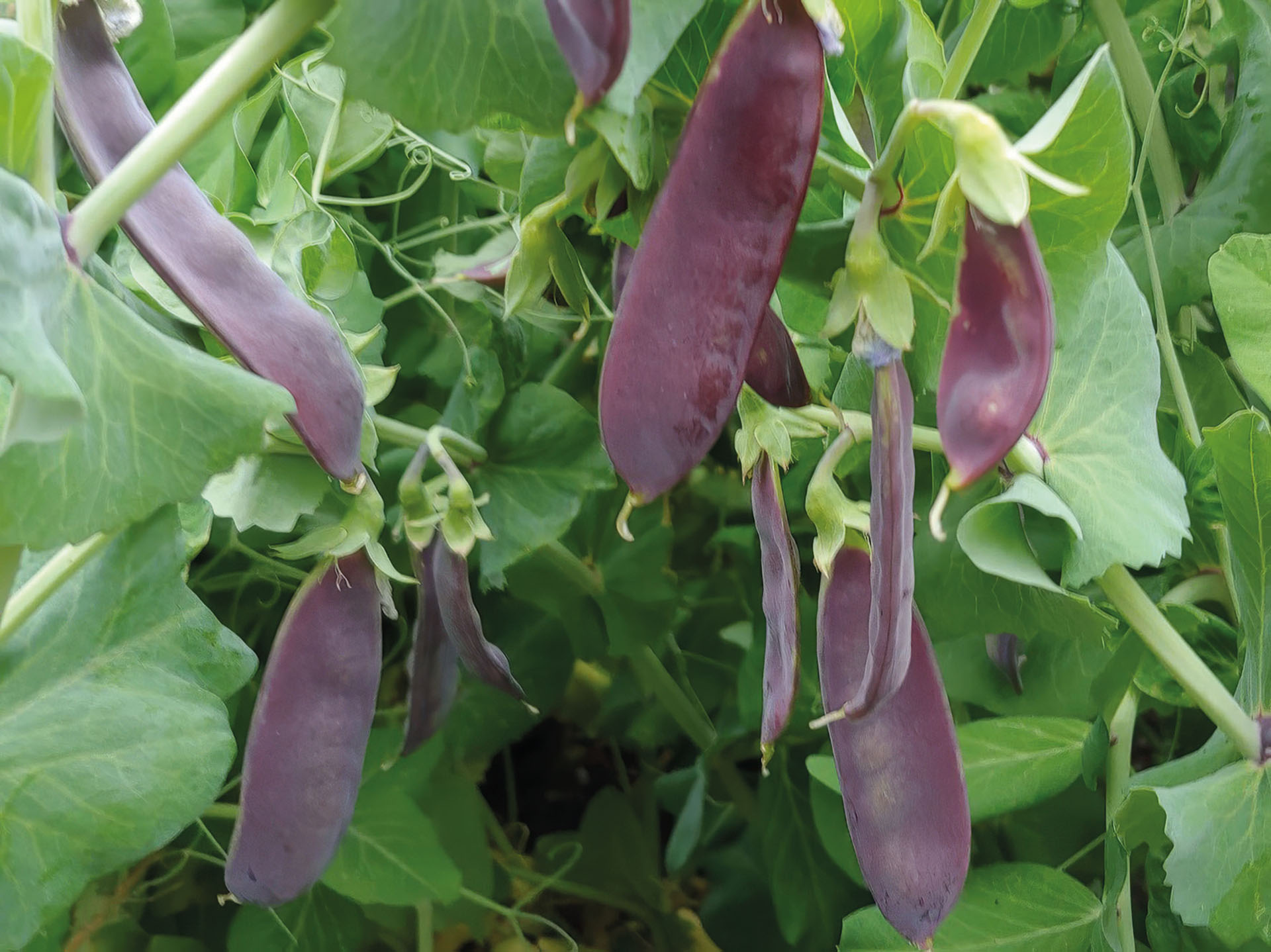 Violette Zuckererbse Shiraz