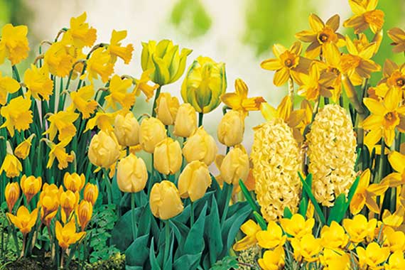 Mix Gelber Garten Gelbes Frühlingsbeet mit Narzissen, Tulpen und Hyazinthen vor unscharfem Hintergrund