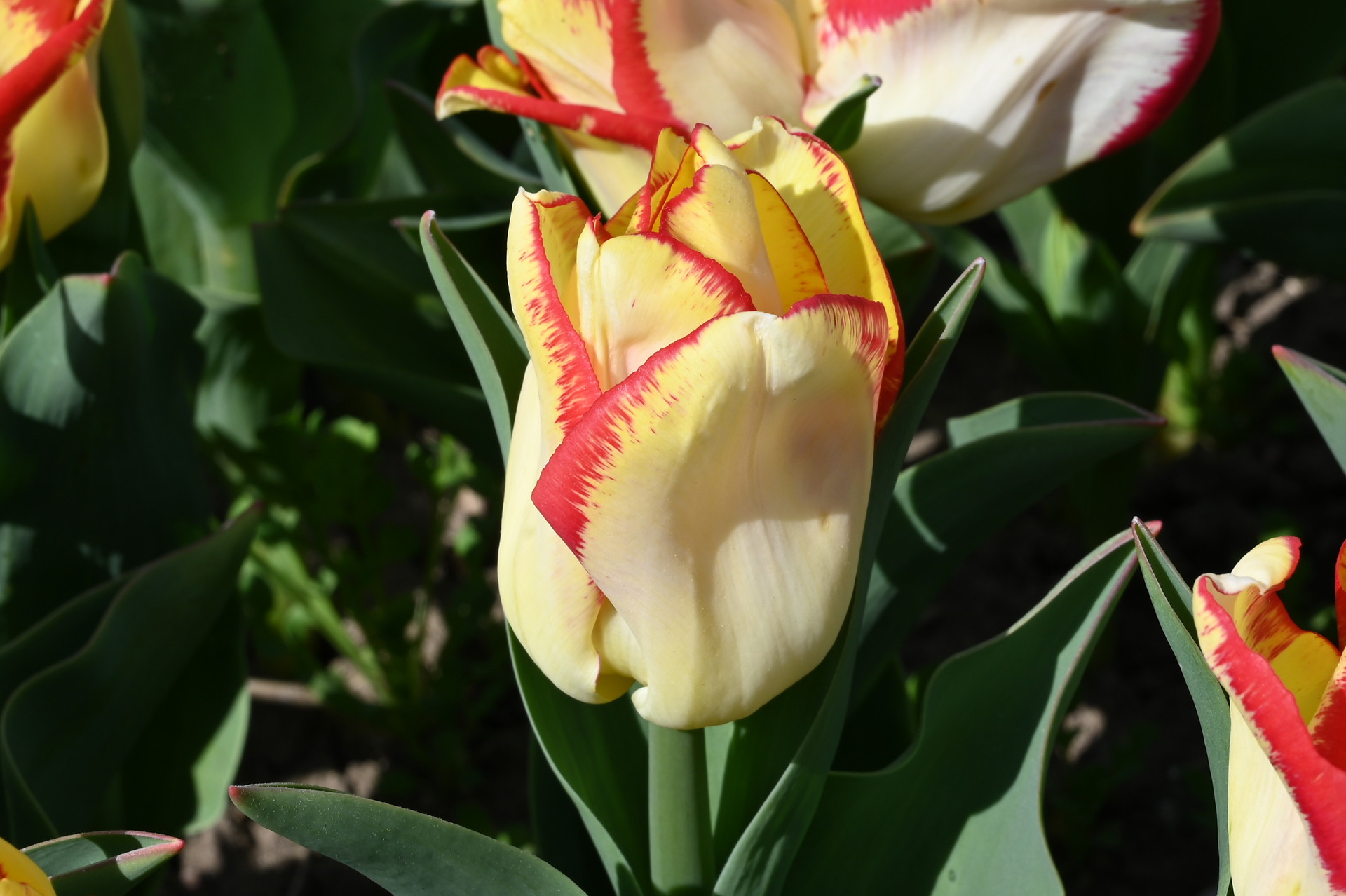 Triumph-Tulpe Aquarel im Beet: elegante gelb bis cremeweiße Blüte mit markant rotem Rand und kräftigem Stiel, ideal für frühlingshafte Rabatten und Kübel