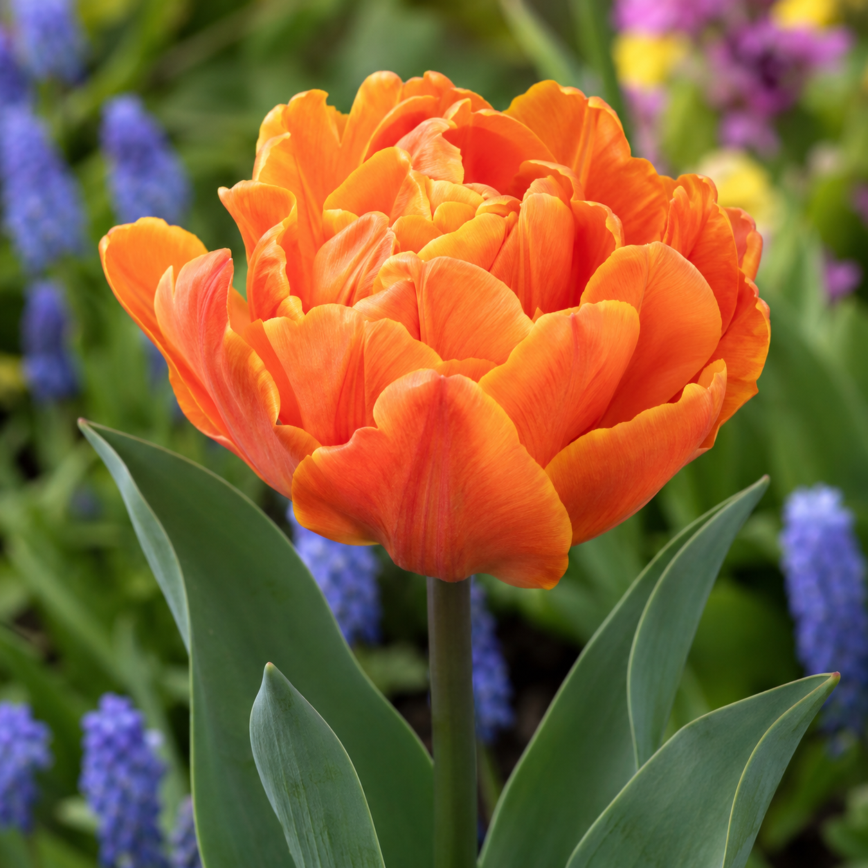 Gefüllte frühe Tulpen Lorenzo