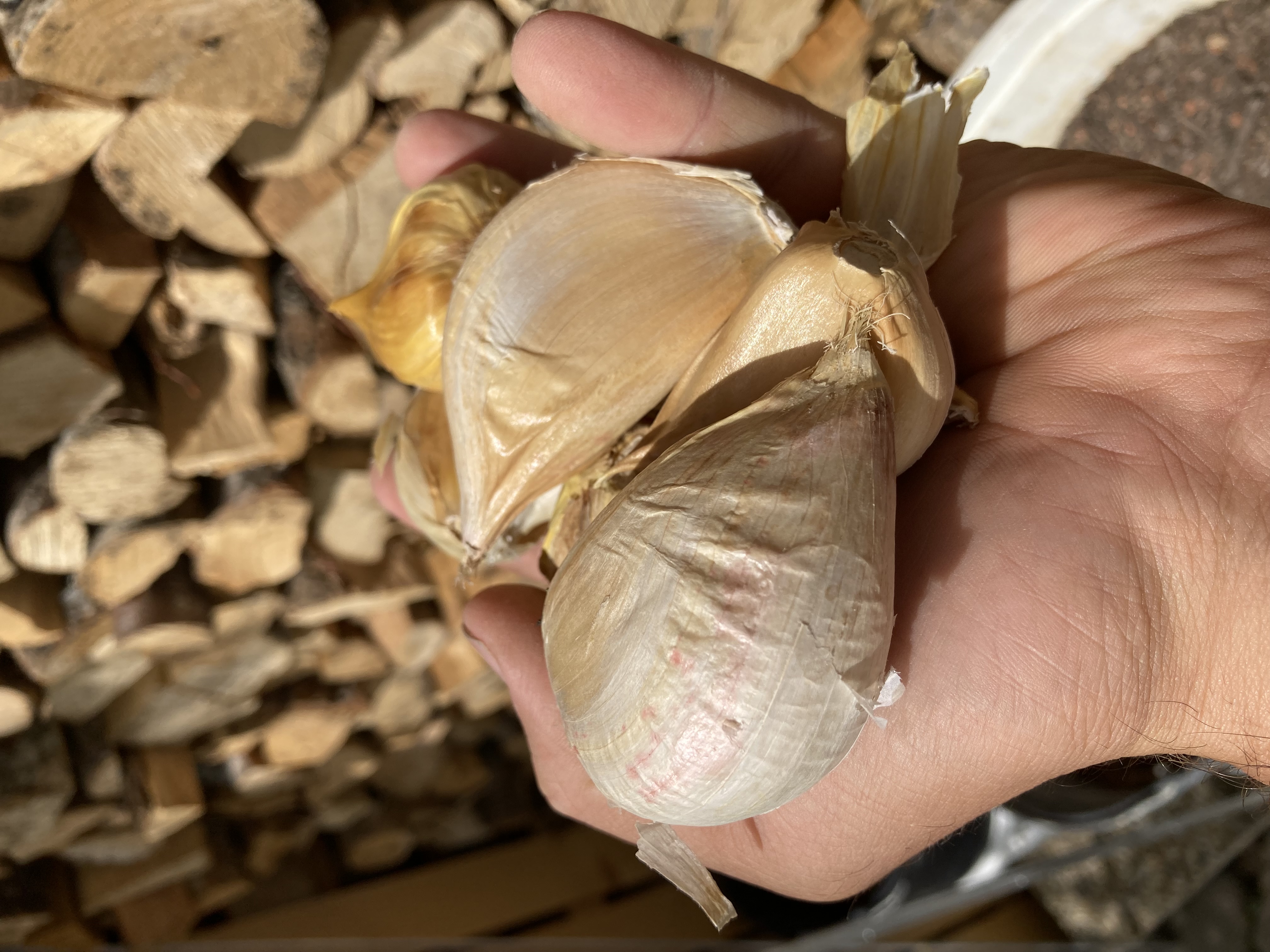 Italienischer Pflanzknoblauch Elefantenknoblauch Einzelzehen
