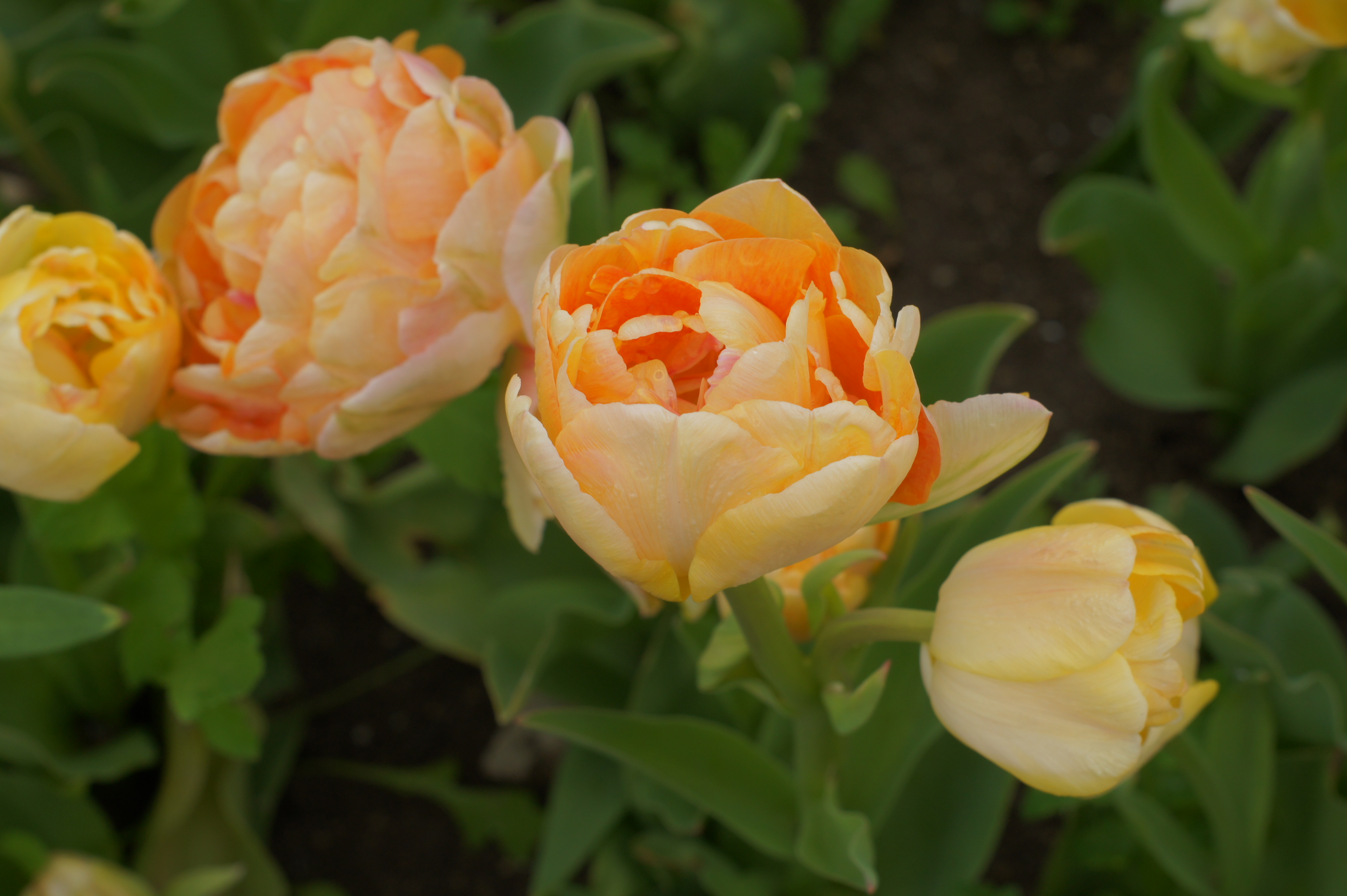 Nahaufnahme gefüllter Tulpen in Creme, Apricot und Orange mit grünen Blättern und Erde im Hintergrund