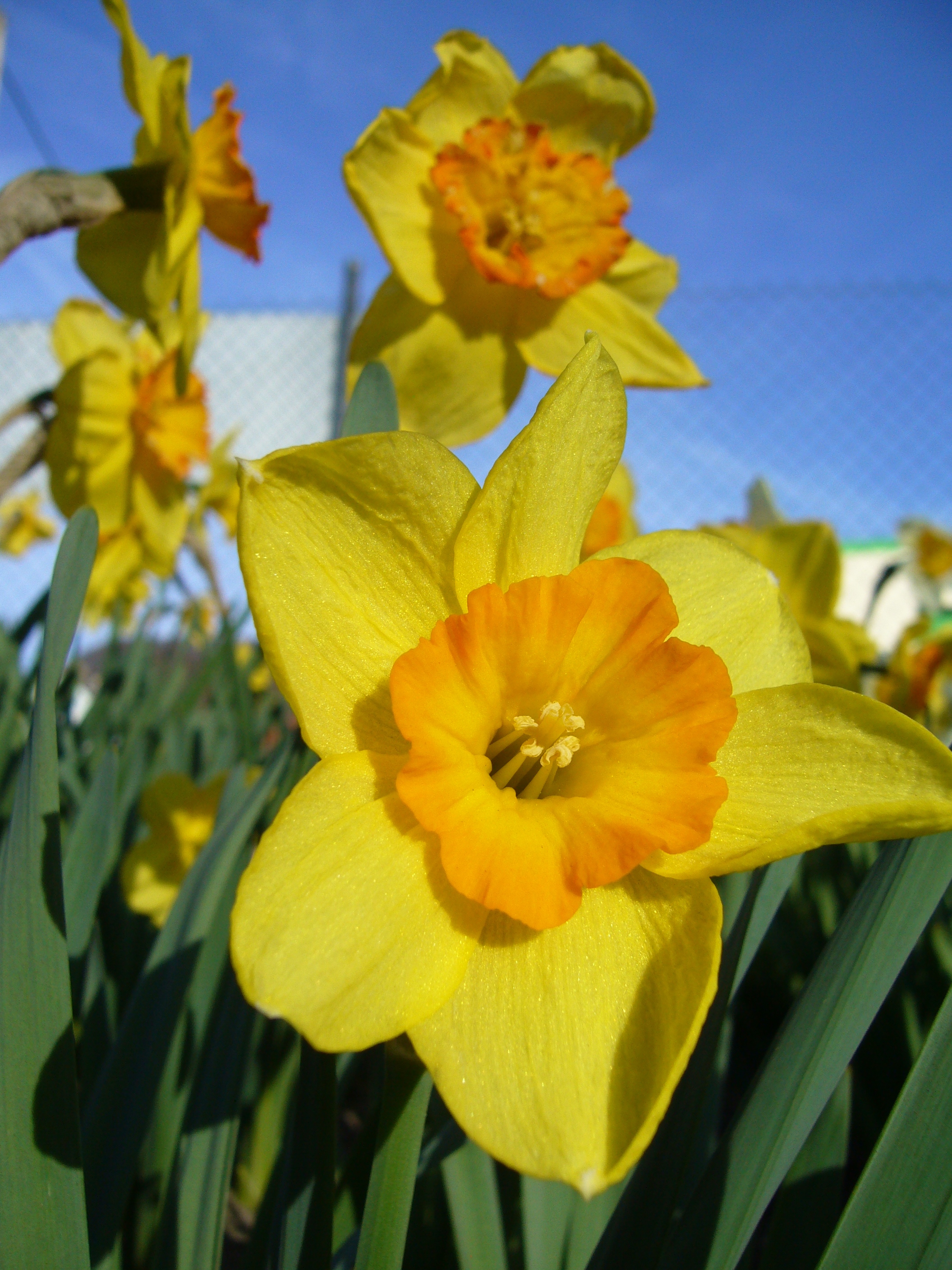 Großkronige Narzisse Delibes mit gelben Blütenblättern und leuchtend orange-gelber Krone im Beet – robuster Frühjahrsblüher für Garten, Topf und als Schnittblume