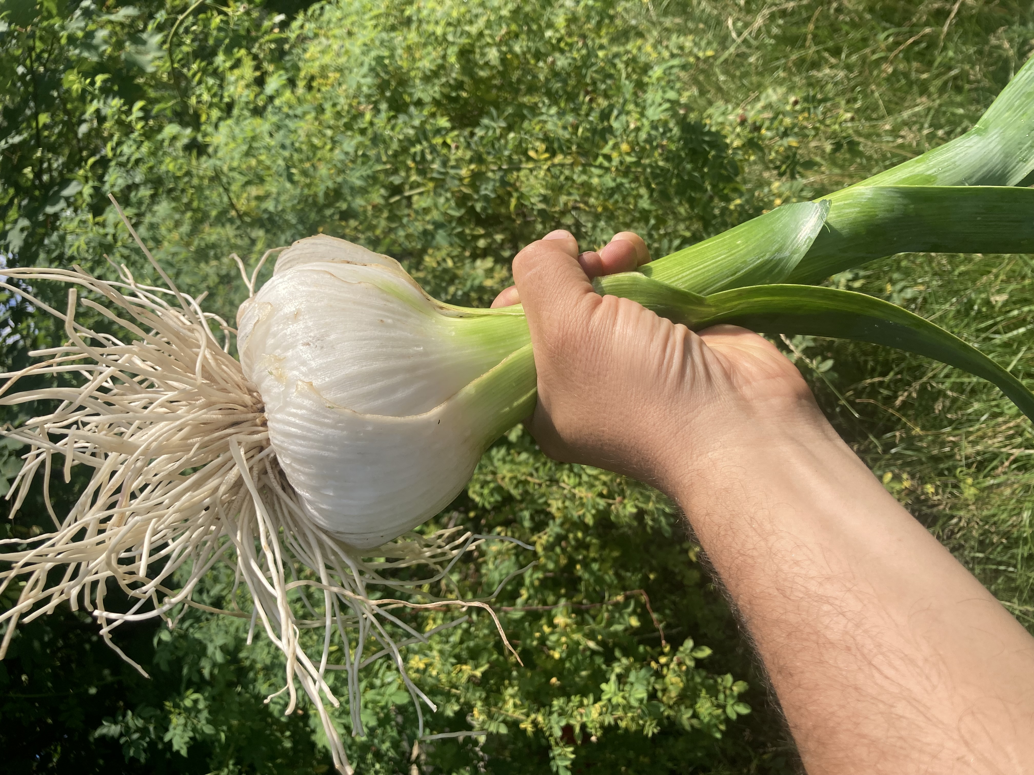 Pflanzknoblauch Spanischer Elefantenknoblauch Einzelzehen