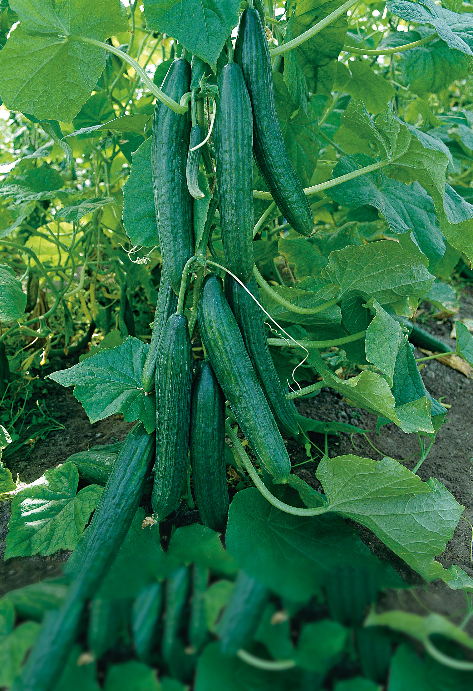 Gewächshausgurken Cordoba F1